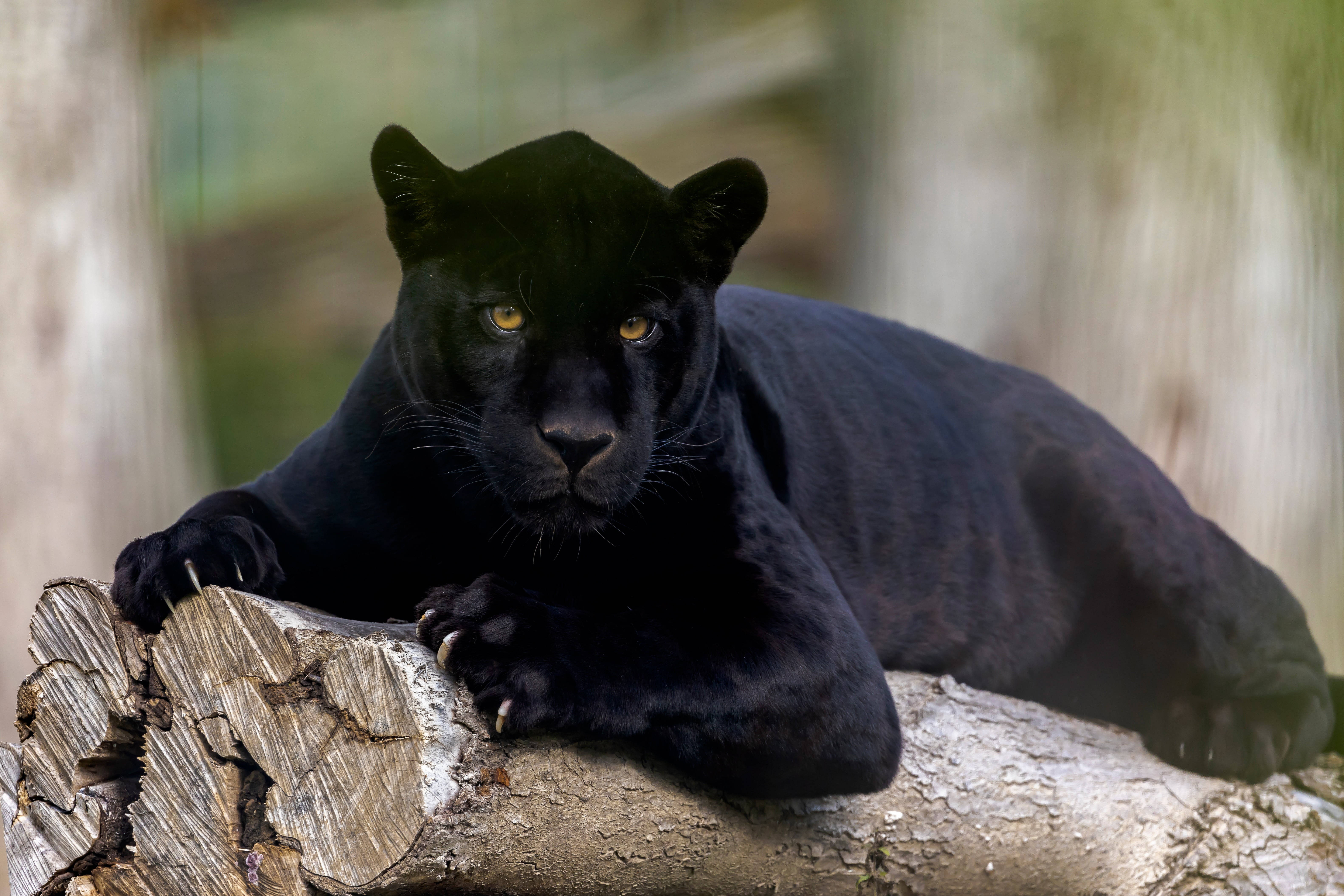 panther 桌布 壁紙 — 一頭光滑的黑豹威風凜凜地躺在風化的木頭上，銳利的金色眼睛專注地凝視著。