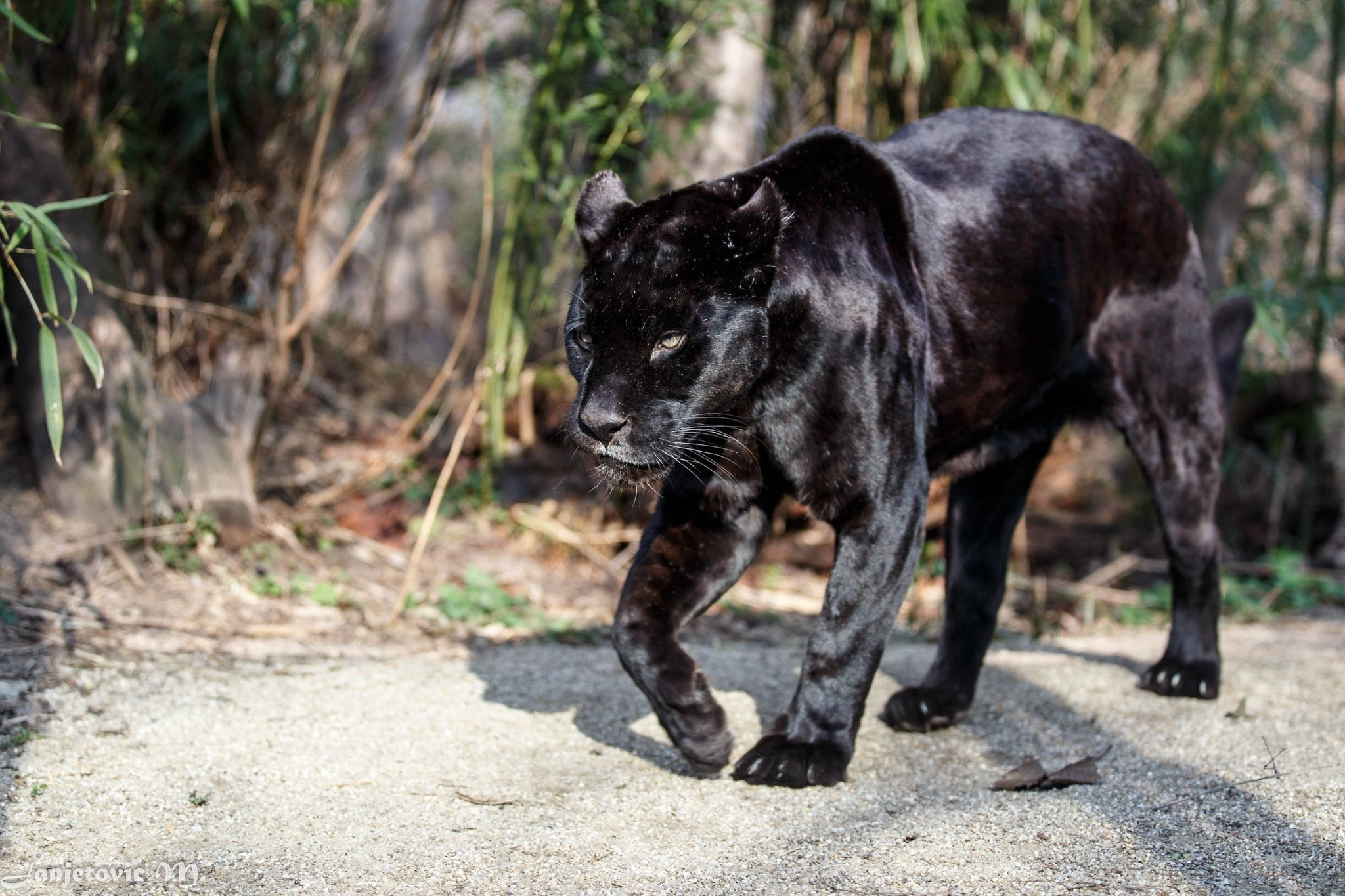 panther 桌布 壁紙 — 一頭光滑的黑豹自信地走過一條陽光普照的碎石路，周圍是茂密的綠色樹葉。