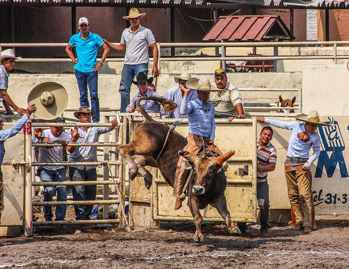 Bull Riding 桌布 壁紙 — 一頭公牛在塵土飛揚的牛仔競技場中猛烈地弓背跳躍，戴著牛仔帽的騎手和觀眾從金屬欄杆上專注地觀看。
