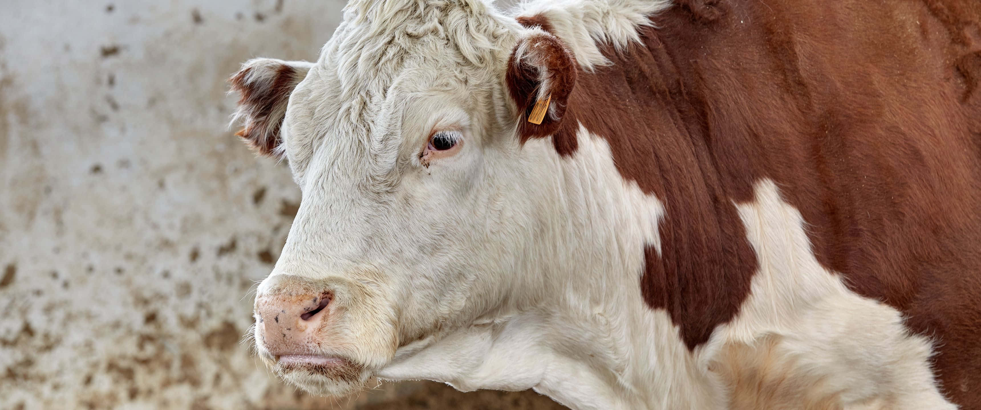 動物 桌布 壁紙 — 一頭冷靜的棕白相間乳牛，帶有黃色耳標，若有所思地凝視著模糊的穀倉牆壁的特寫。