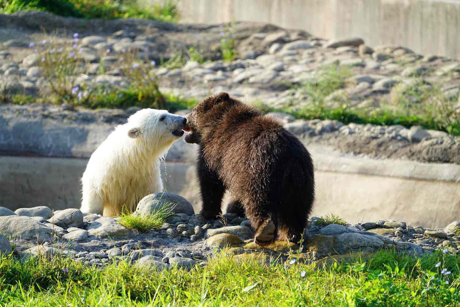 grizzly bear 桌布 壁紙 — 一頭北極熊和一頭棕熊在一個岩石圍欄內，在明亮的陽光下，面對面，周圍有綠草和紫色花朵。