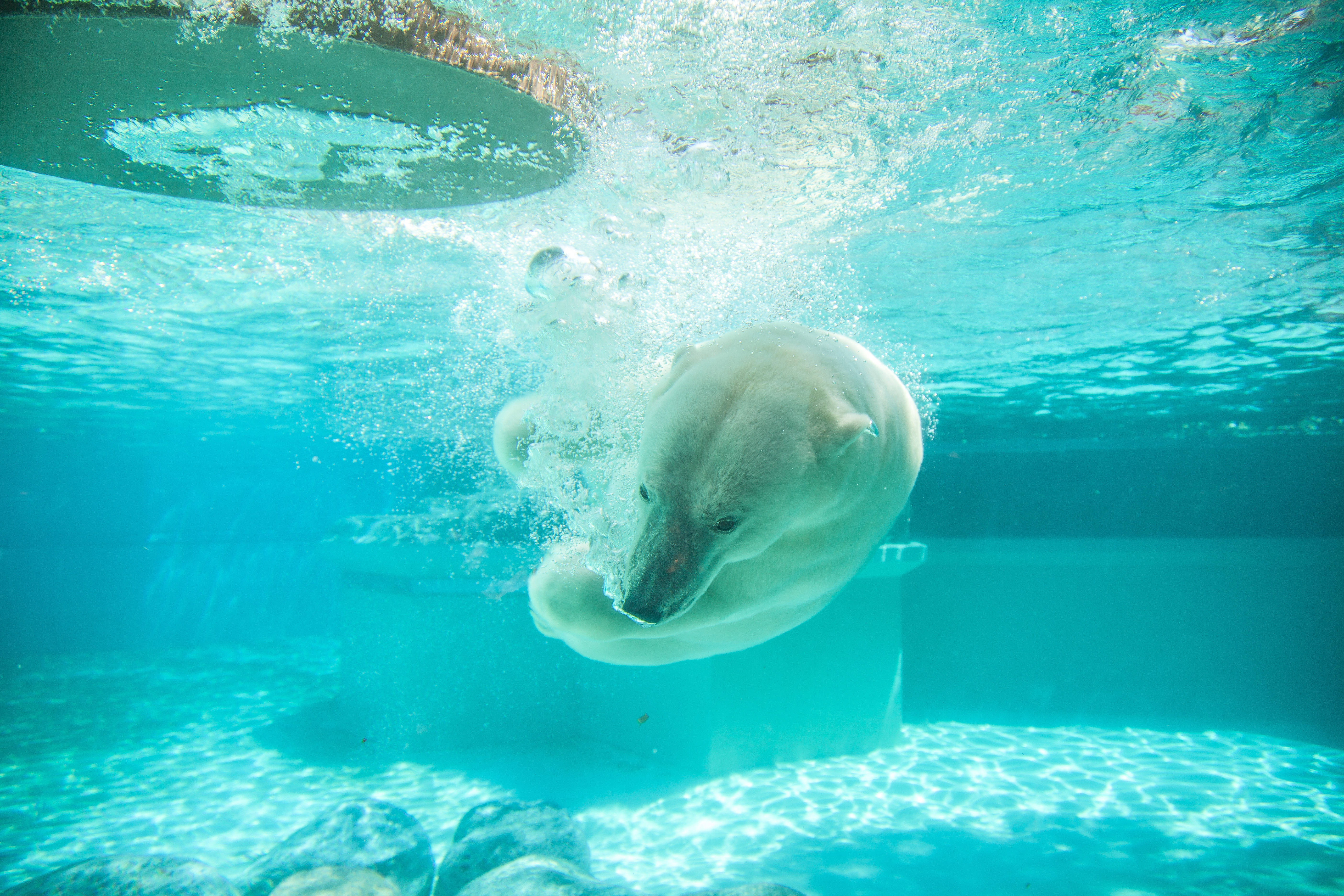 Polar Bear 桌布 壁紙 — 一頭北極熊在清澈的碧藍泳池中優雅地在水下游動，向水面移動時產生氣泡。