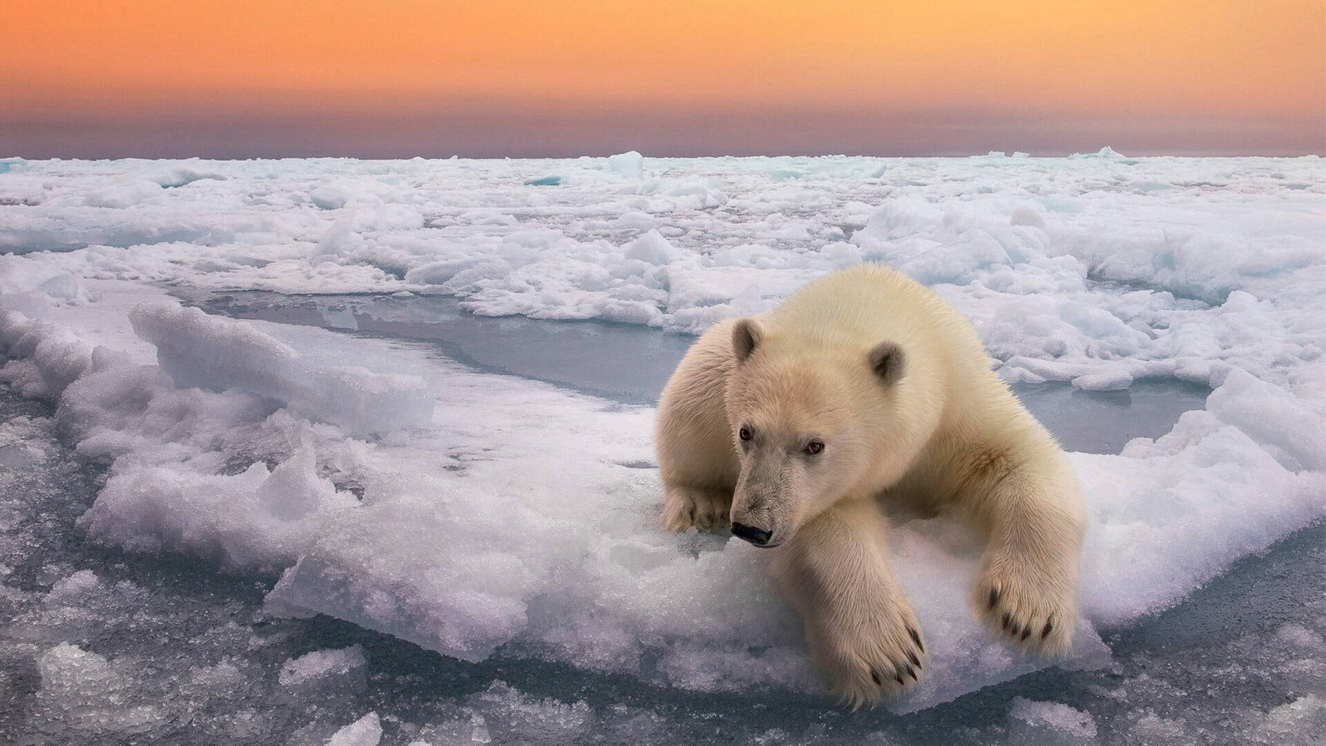 Svalbard 桌布 壁紙 — 一頭北極熊在火紅橙色夕陽天空下，躺在破碎的海冰上休息。