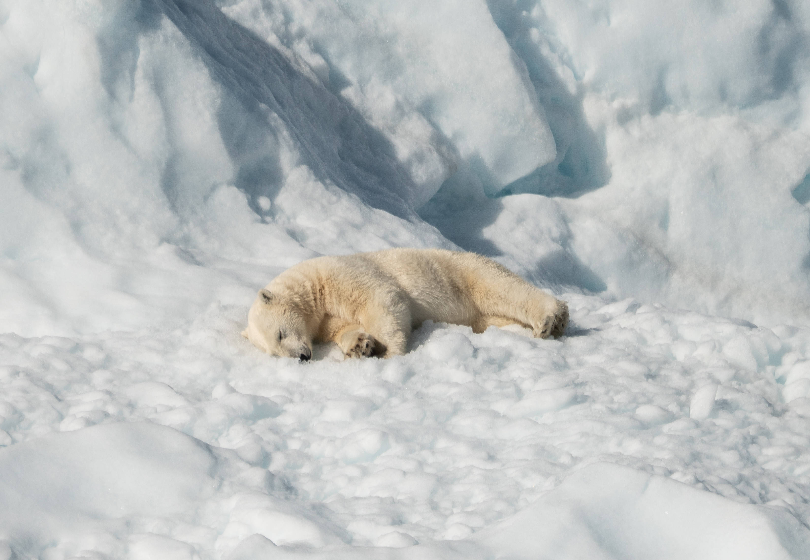 Polar 桌布 壁紙 — 一頭北極熊在陽光明媚的雪地上安詳地休息，雪地依偎著高聳的冰崖。
