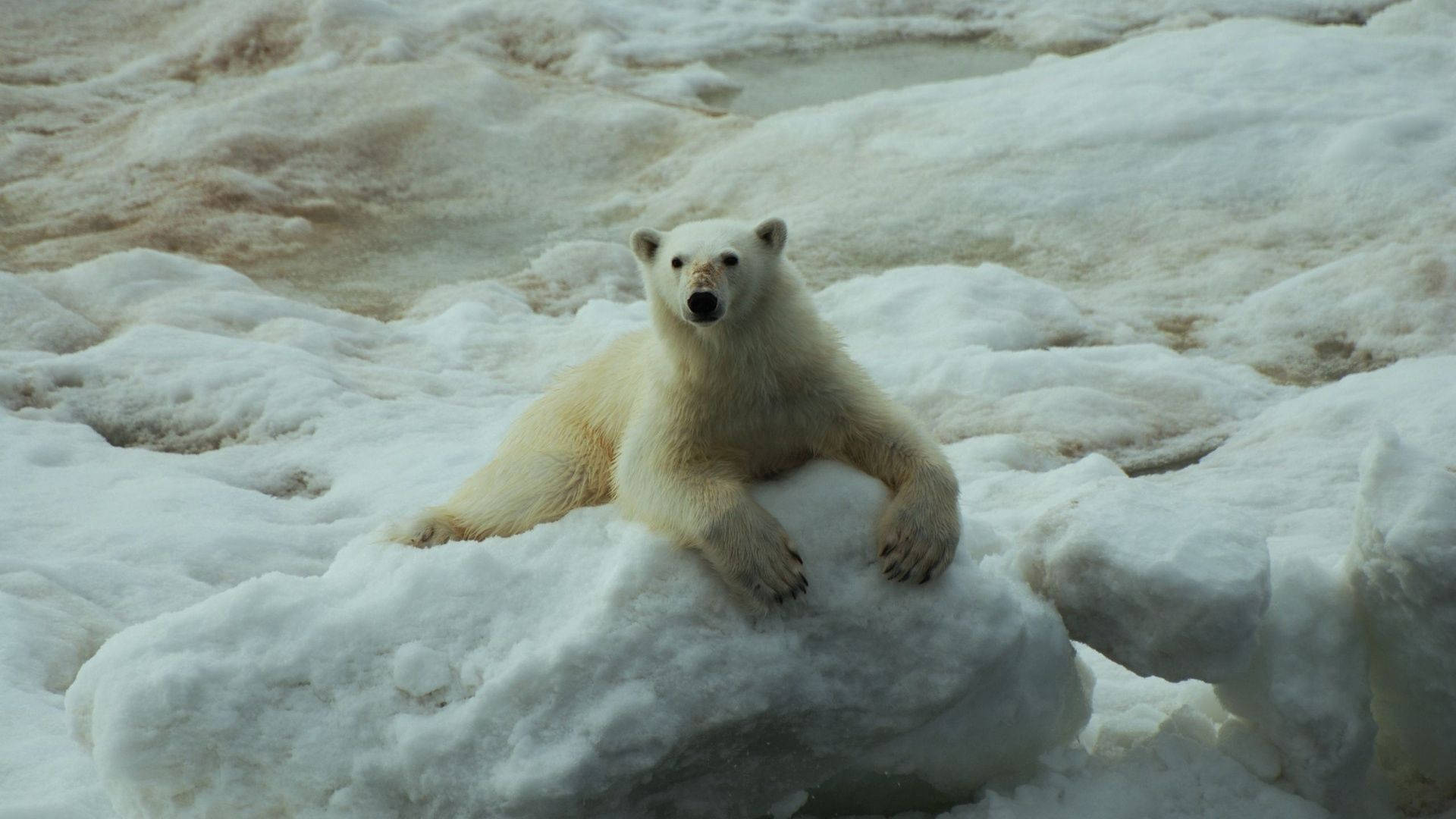 Polar 桌布 壁紙 — 一頭北極熊威風凜凜地躺在白雪覆蓋的浮冰上，目光平靜，背景是質感豐富的冰面。