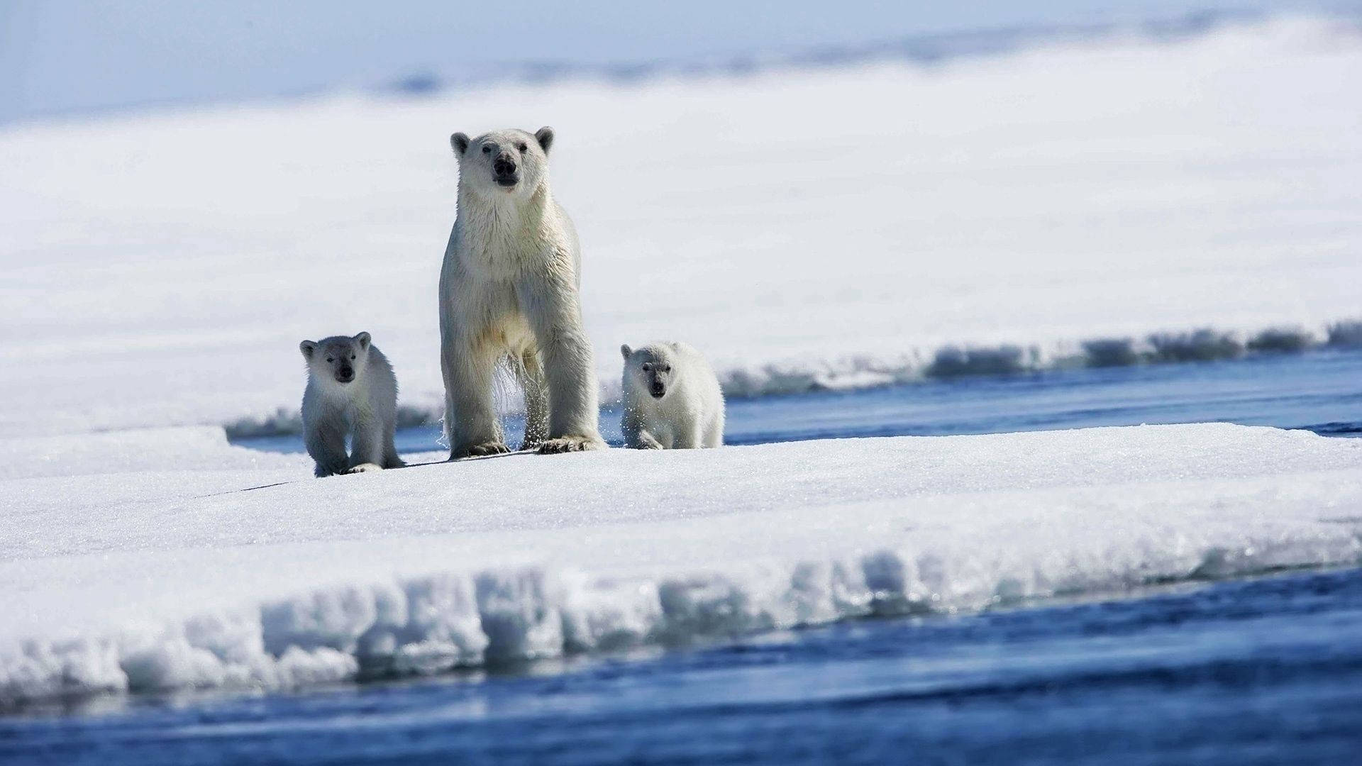 Polar 桌布 壁紙 — 一頭北極熊媽媽和她的兩隻幼崽在白雪覆蓋的浮冰上警覺地站立，周圍是深藍色的北極海水。