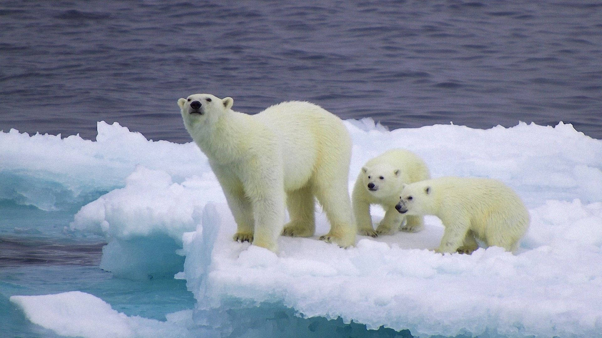 Polar 桌布 壁紙 — 一頭北極熊媽媽和她的兩隻幼崽警覺地站在漂浮的冰山上，周圍是深藍色的北極海水。
