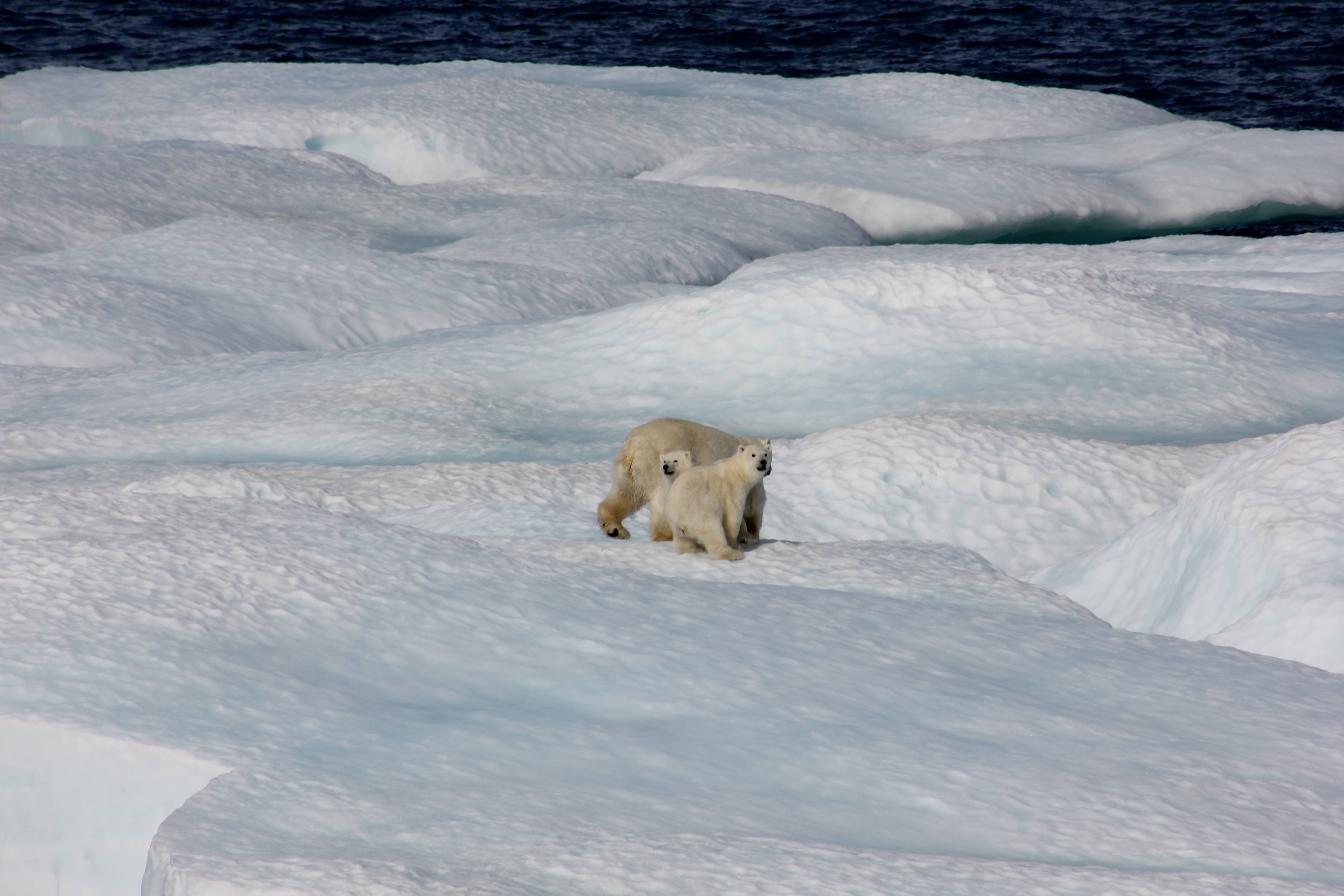 Polar 桌布 壁紙 — 一頭北極熊媽媽和她的幼崽在明亮的日光下，走過廣闊、有紋理的北極冰層。
