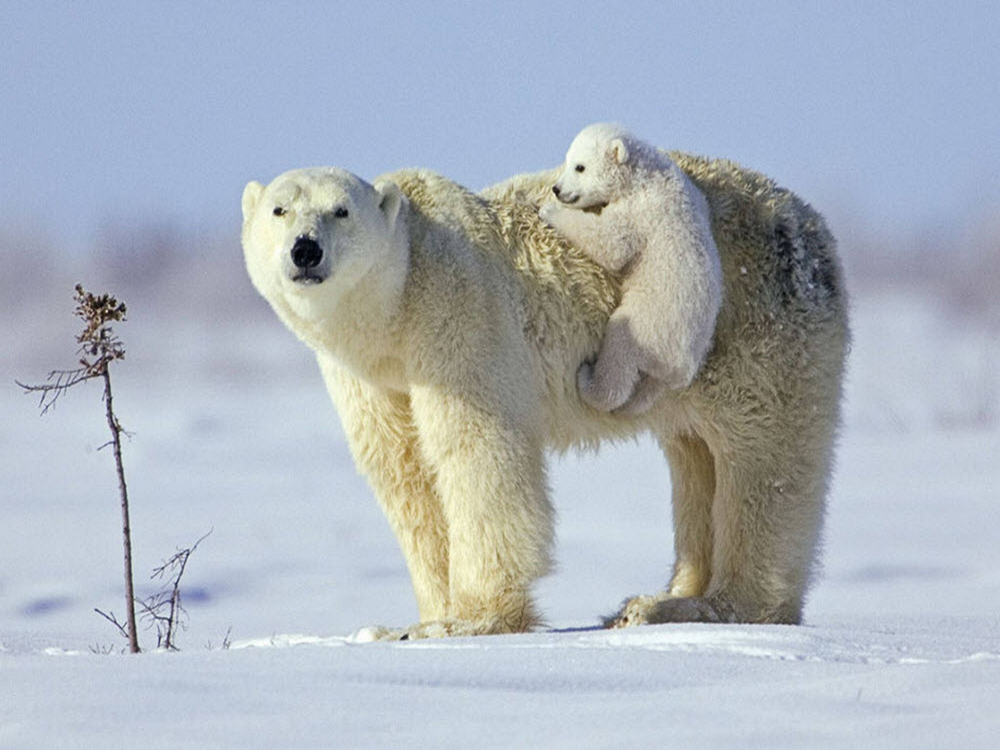 Polar 桌布 壁紙 — 一頭北極熊媽媽站在雪地荒野中，她的幼崽緊緊抓住她的背，背景是淡藍色的天空。