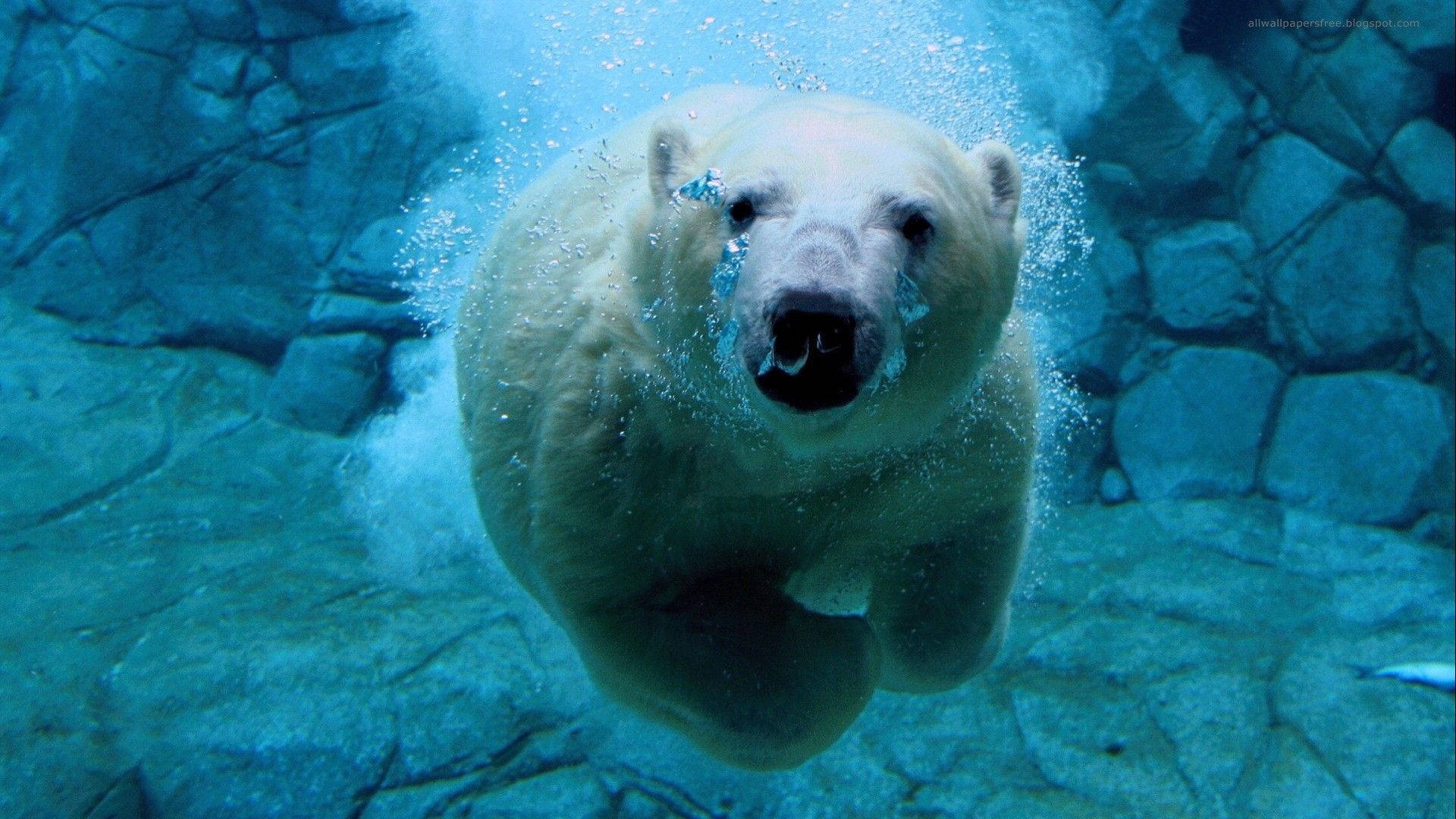 Polar 桌布 壁紙 — 一頭北極熊穿過清澈的藍色水域，周圍是岩石牆壁，強力地游向鏡頭。