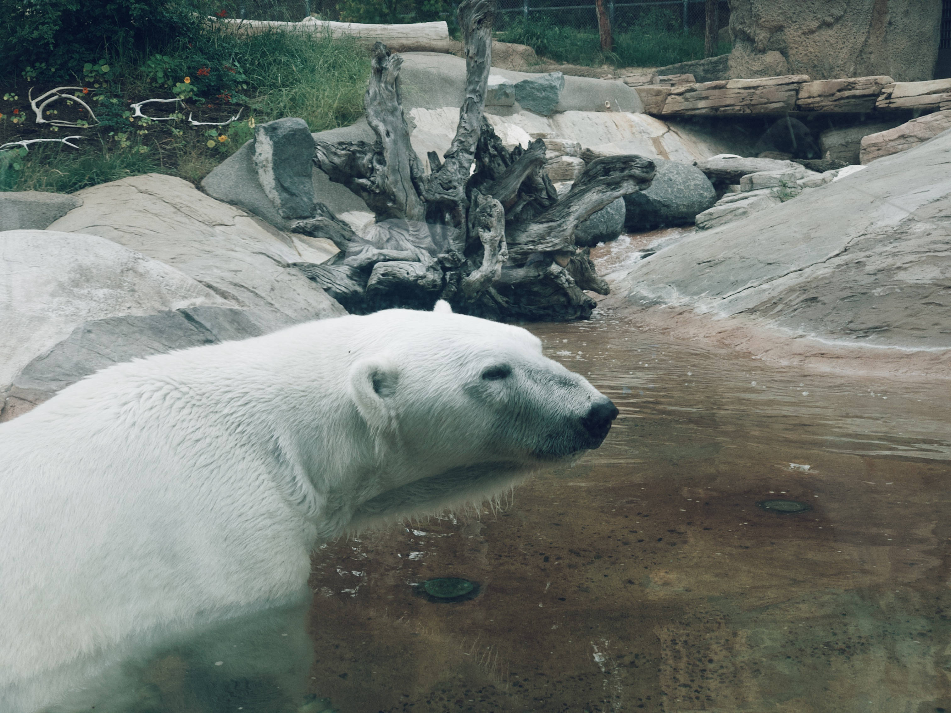 Polar 桌布 壁紙 — 一頭北極熊站在動物園圍欄內渾濁的水中，旁邊是岩石地形和風化的浮木。