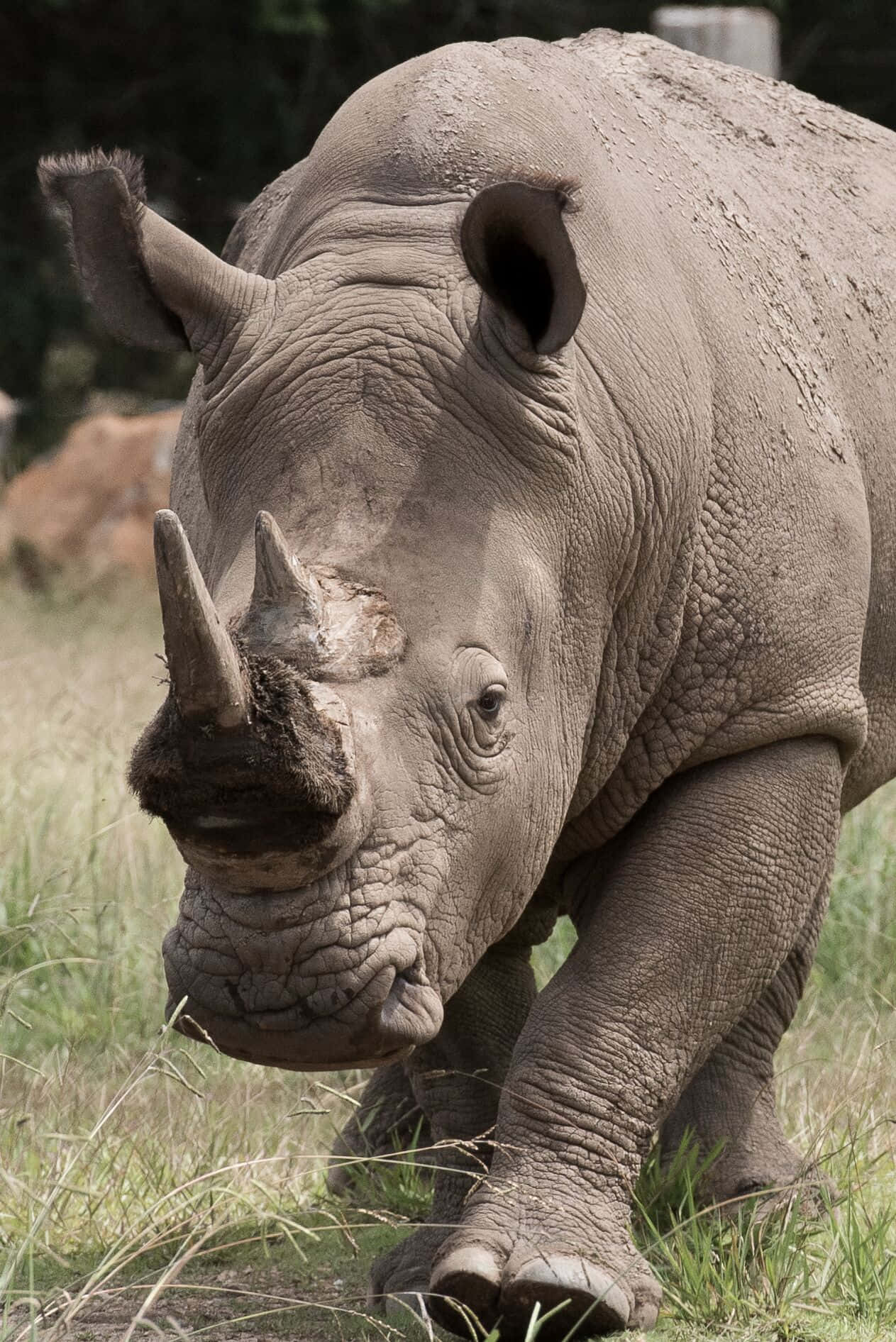 rhino 桌布 壁紙 — 一頭厚灰色皮膚、有兩隻角的巨型犀牛在高草叢中行走的特寫。