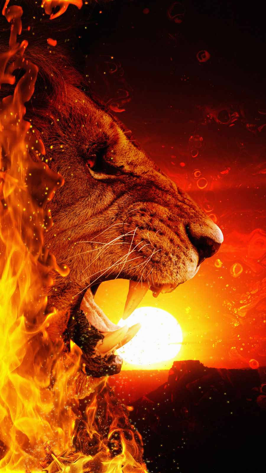 Lion Face 桌布 壁紙 — 一頭咆哮的獅子頭從火焰中浮現，背景是熾熱的夕陽，眼睛發光，牙齒鋒利。