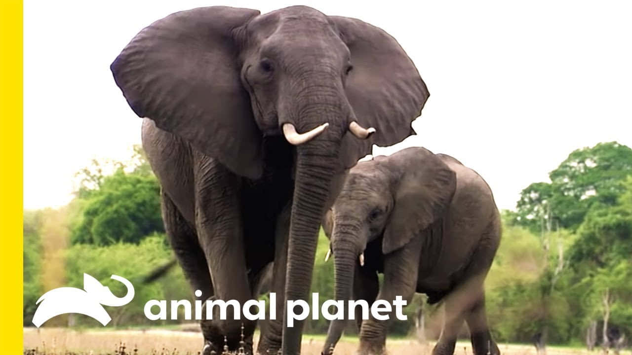 動物星球 桌布 壁紙 — 一頭大型成年大象和一頭較小的幼象並肩走過一片草地稀樹草原，背景有綠樹。