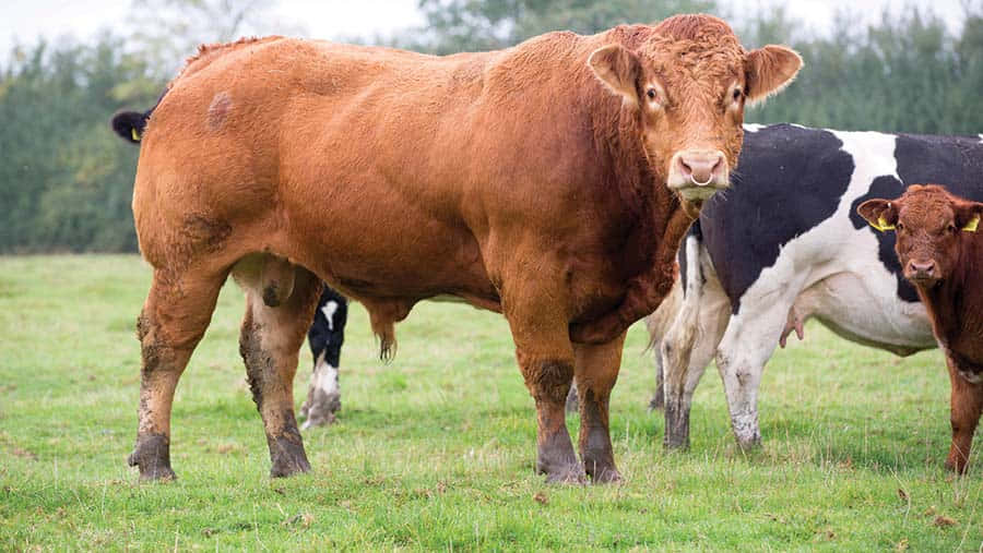 bull 桌布 壁紙 — 一頭大型棕色公牛警覺地站在草地上，附近有一頭黑白乳牛和一頭小牛。