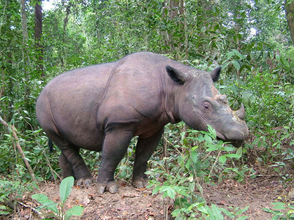 Rhinoceros 桌布 壁紙 — 一頭大型深灰色犀牛正在茂密的熱帶森林中吃綠色樹葉，陽光透過樹冠斑駁地灑落。