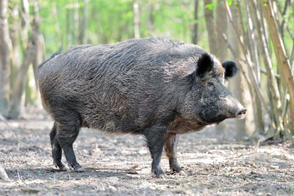 Wild Boar 桌布 壁紙 — 一頭大型深色野豬警覺地站在陽光普照的森林空地中，背景是模糊的樹木。