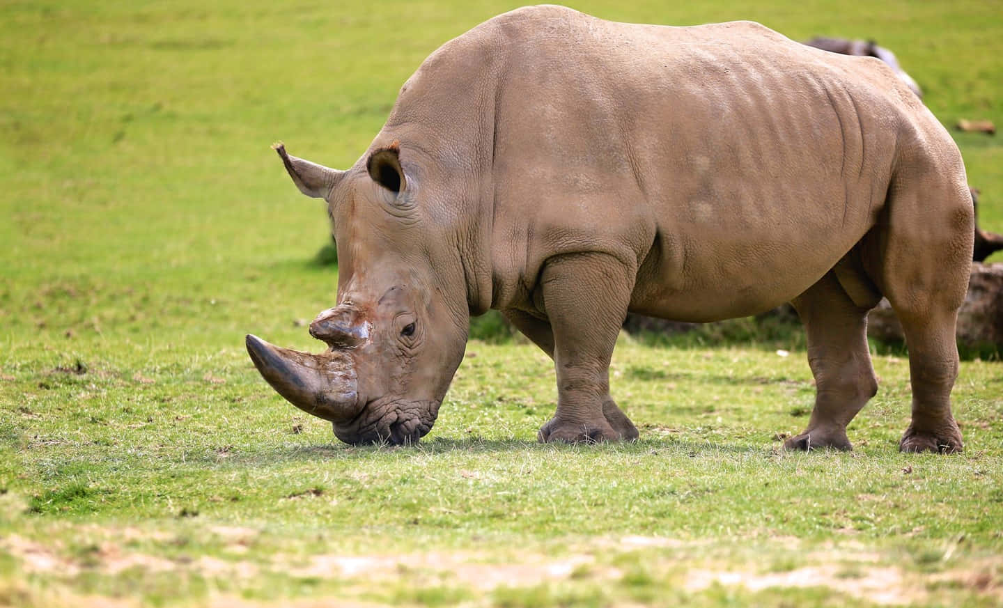 rhino 桌布 壁紙 — 一頭大型灰色犀牛在明亮的日光下，在充滿活力的綠草上平靜地吃草。