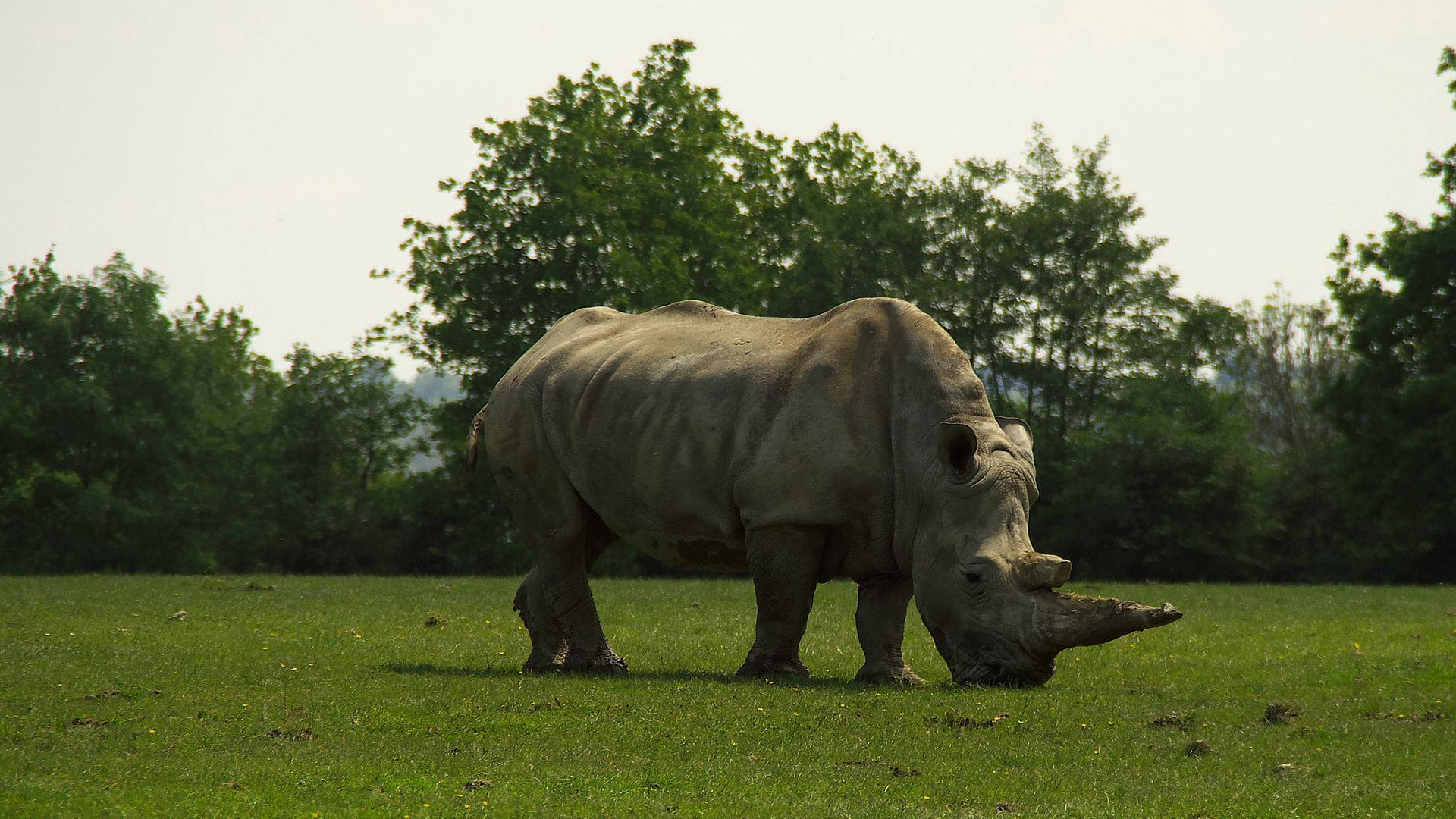 Rhinoceros 桌布 壁紙 — 一頭大型灰色犀牛在茂密的綠草上平靜地吃草，背景是柔和的陰天和茂密的樹木。