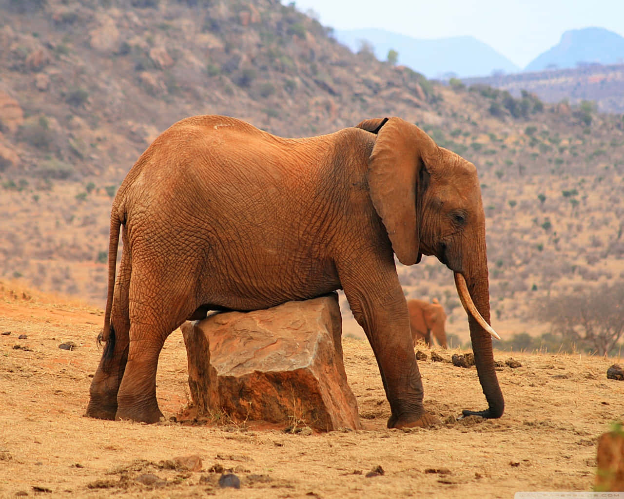 Elephant Laptop 桌布 壁紙 — 一頭大型非洲大象站在乾燥稀樹草原上風化的岩石旁，遠方有山丘，天空朦朧。