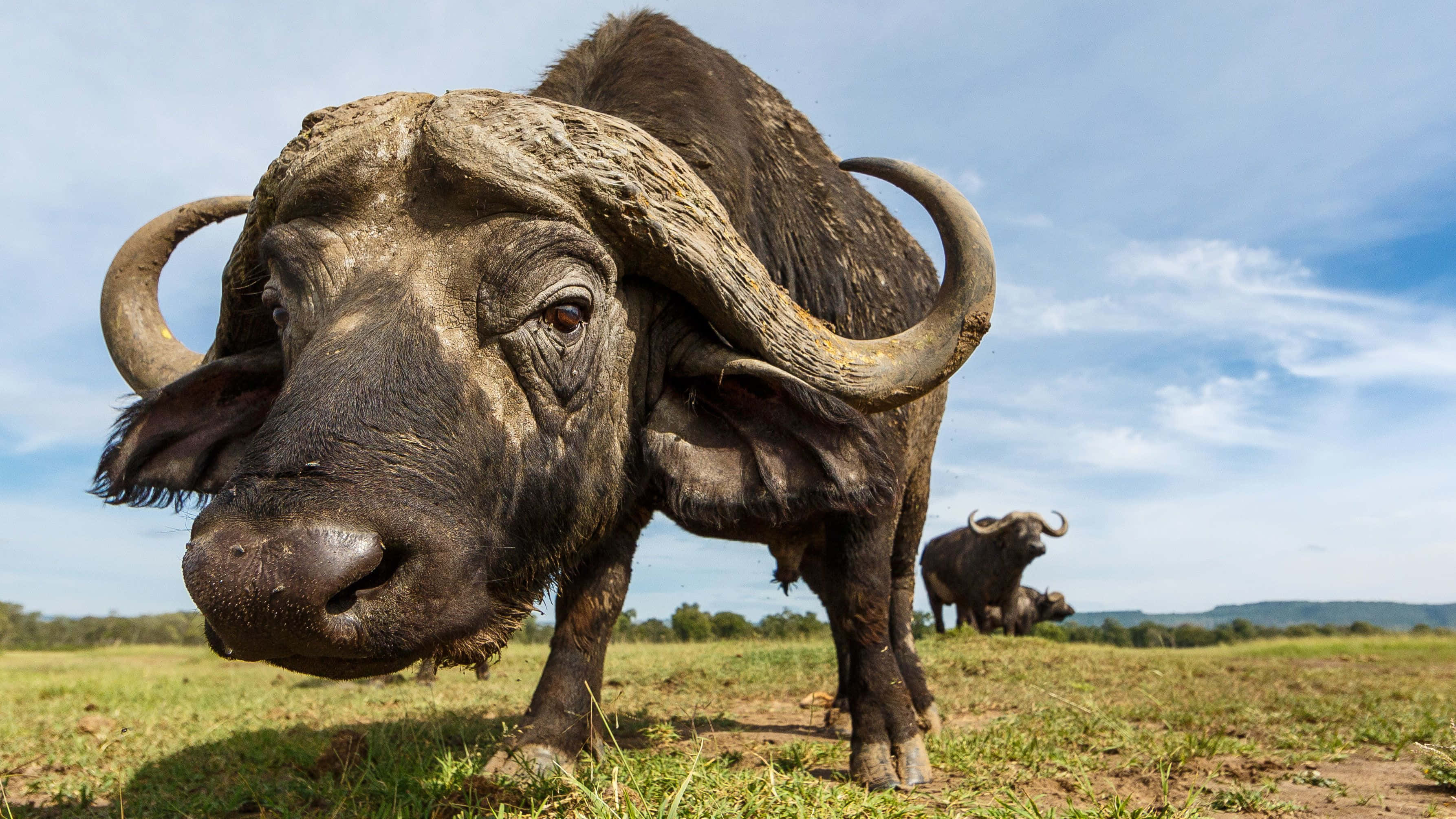 African Animals 桌布 壁紙 — 一頭大型非洲水牛的近距離特寫，彎曲的角，站在長滿草的稀樹草原上，天空湛藍。
