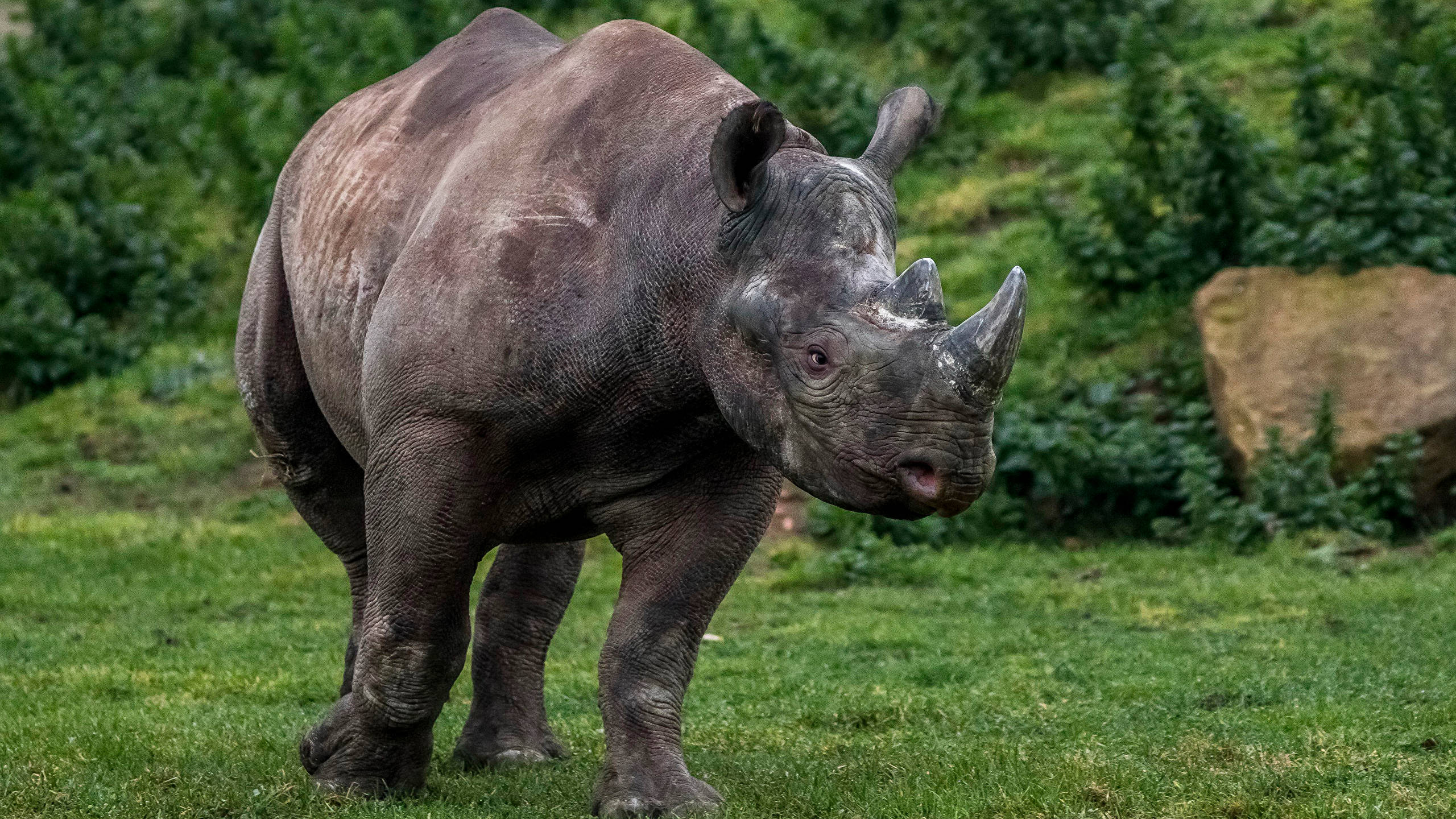 Rhinoceros 桌布 壁紙 — 一頭大型黑犀牛警覺地站在茂密的綠草上，背景有濃密的樹葉和一塊岩石。
