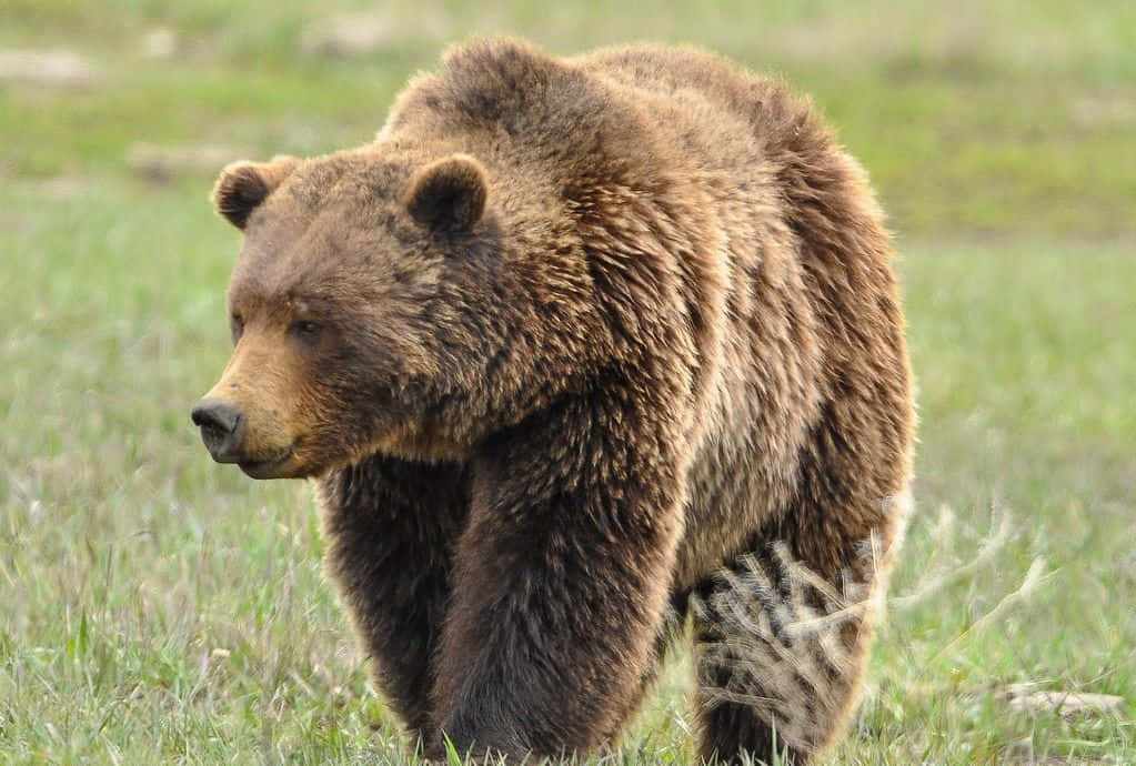 Bear Attack 桌布 壁紙 — 一頭大棕熊在自然草地環境中穿過高高的綠草。