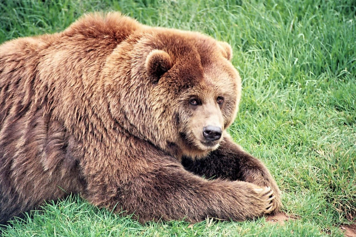 Brown Bear 桌布 壁紙 — 一頭大棕熊在茂密的綠草中平靜地休息，目光專注。