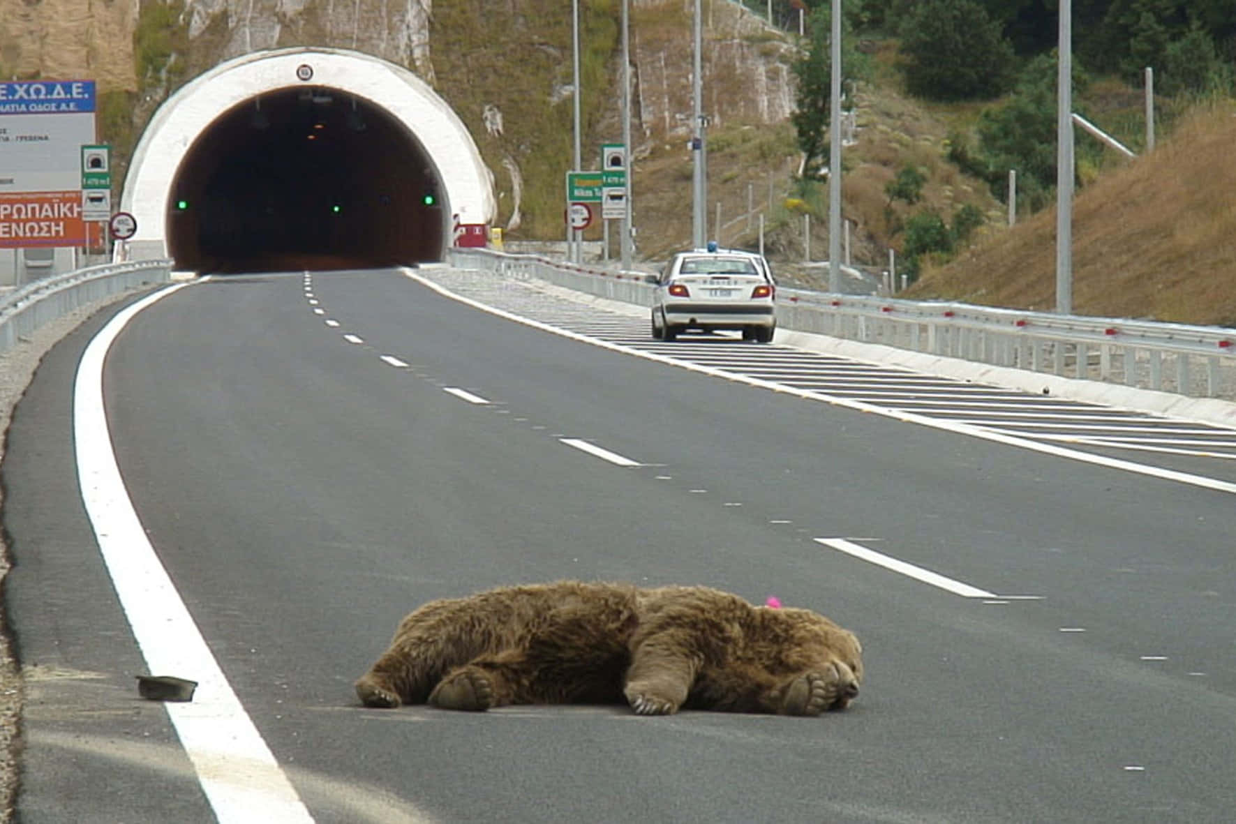 Brown Bears 桌布 壁紙 — 一頭大棕熊在蜿蜒的山路中央睡覺，一輛警車正接近隧道入口。