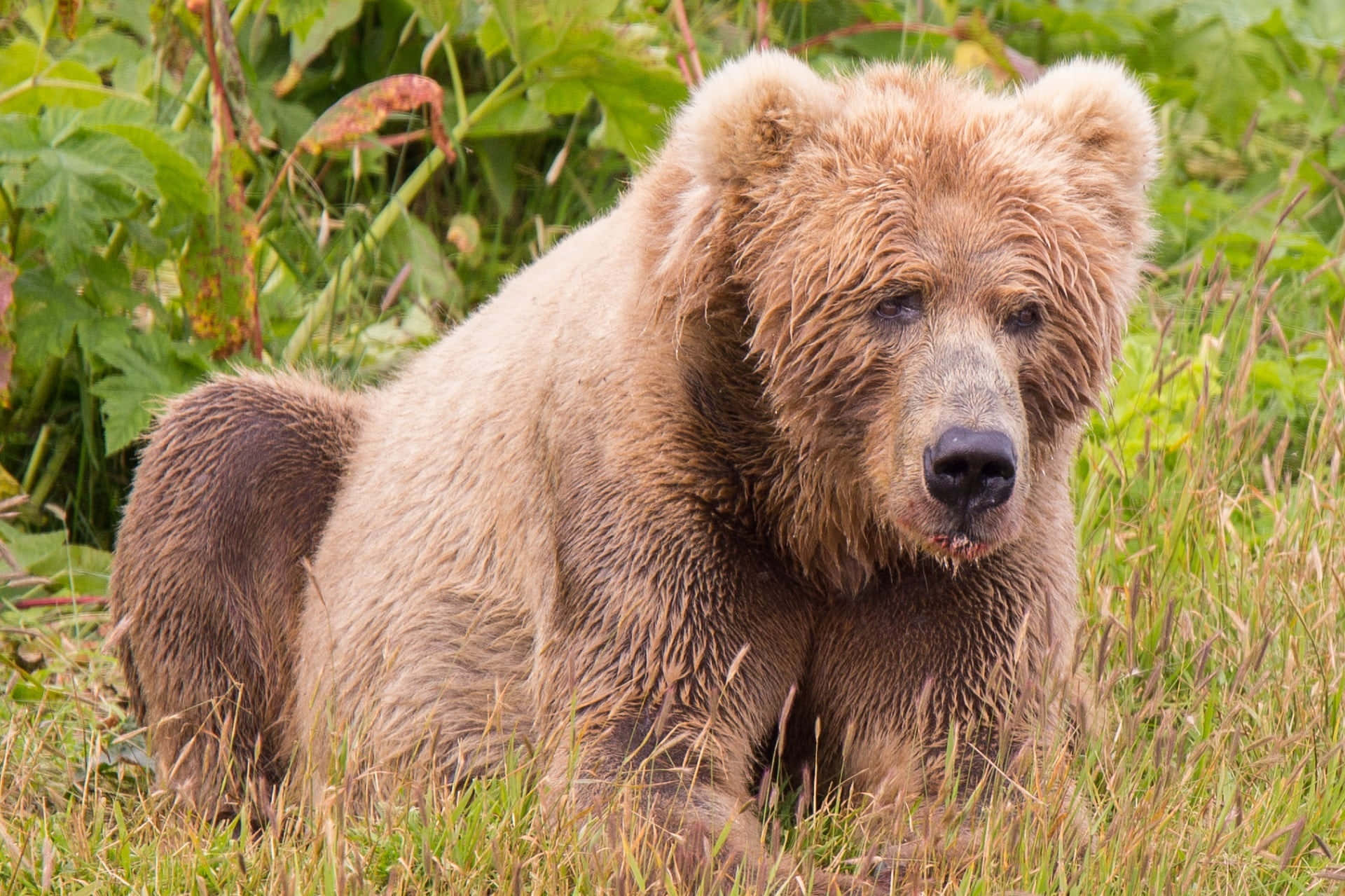 Kodiak Bear 桌布 壁紙 — 一頭大棕熊在高高的綠草中休息，目光平靜，毛髮濕潤。