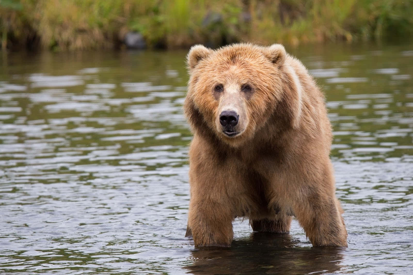 Brown Bear 桌布 壁紙 — 一頭大棕熊站在淺水中，直視鏡頭，身後是長滿草的河岸。
