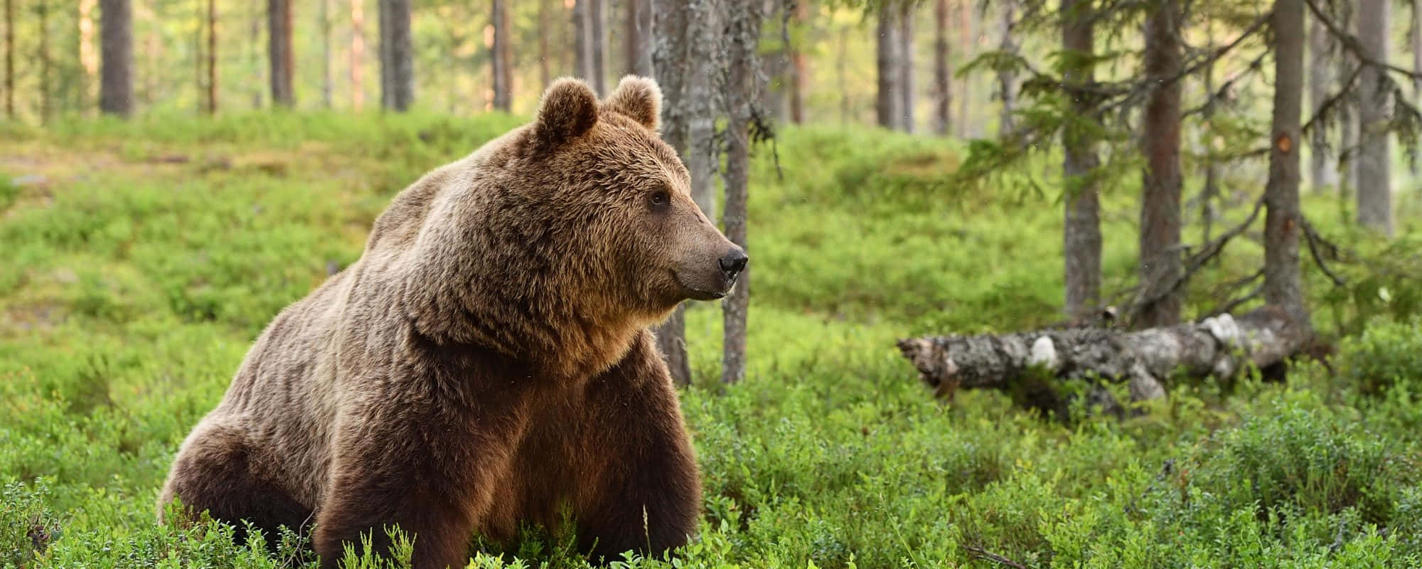 Brown Bears 桌布 壁紙 — 一頭大棕熊警覺地坐在陽光普照的森林空地中，周圍是高聳的樹木和茂密的綠色灌木叢。