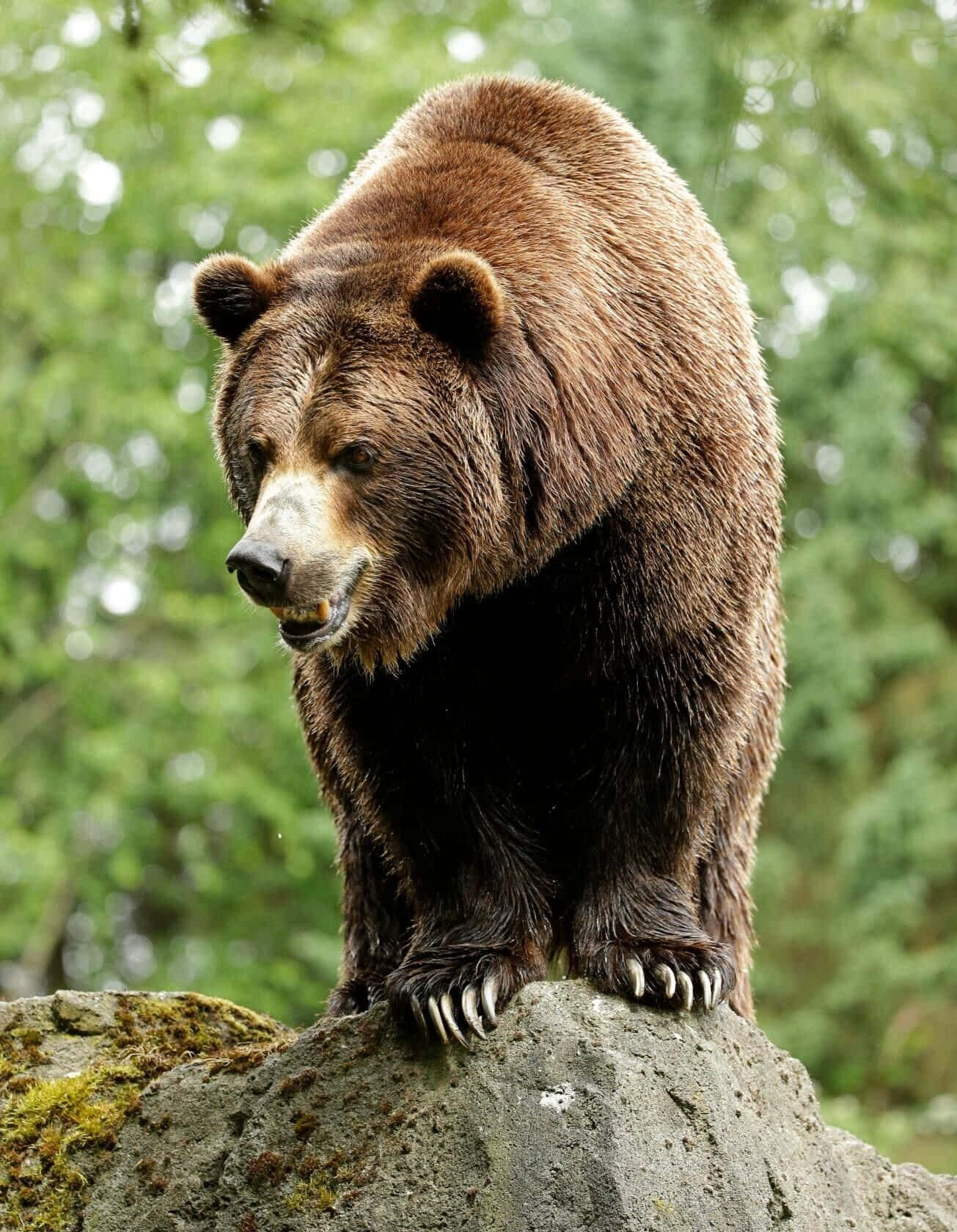 Bear Attack 桌布 壁紙 — 一頭大棕熊警覺地站在長滿苔蘚的岩石上，背景是模糊的綠色森林。