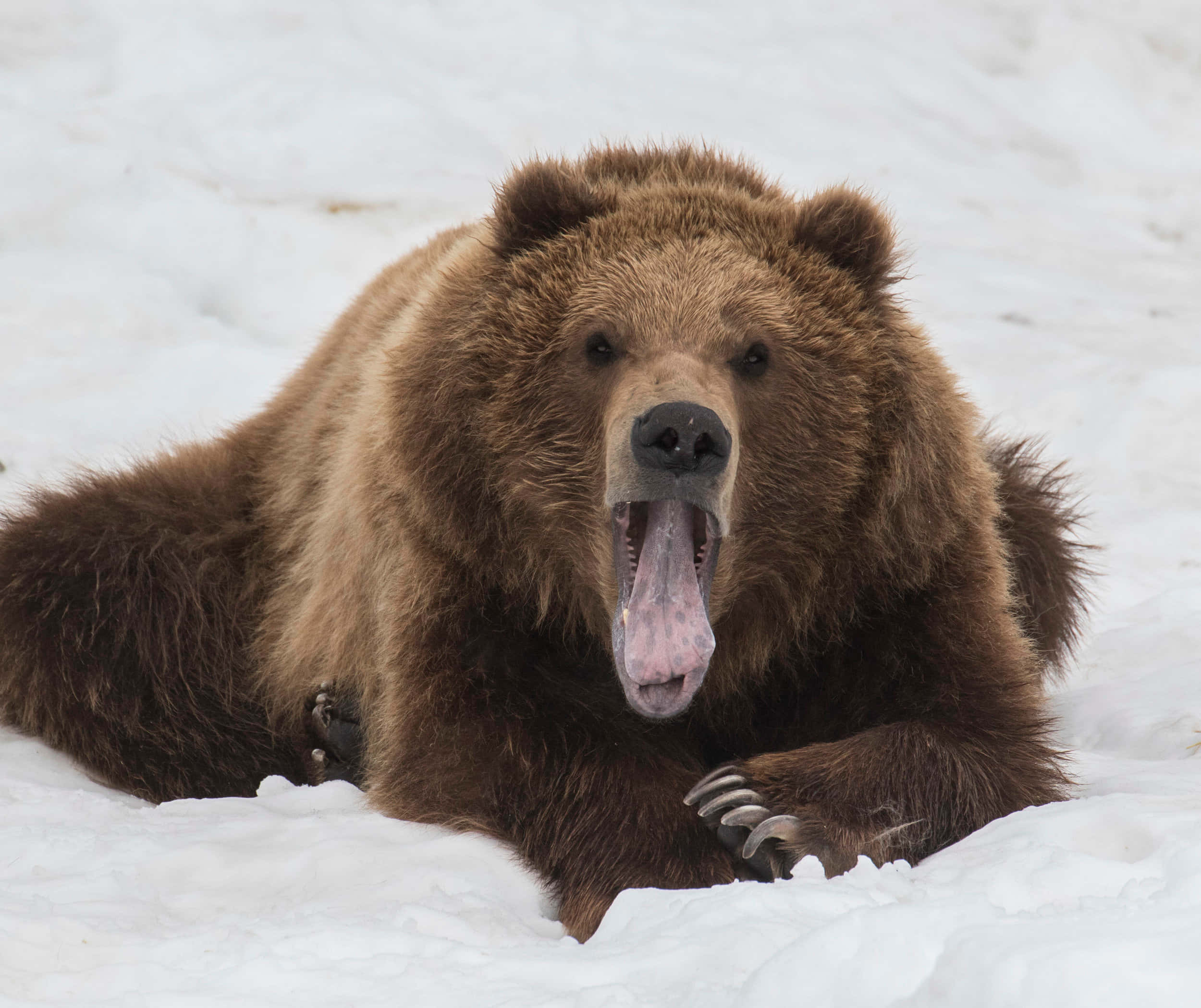Brown Bear 桌布 壁紙 — 一頭大棕熊躺在深雪中，嘴巴張開，露出粉紅色的舌頭和鋒利的牙齒。