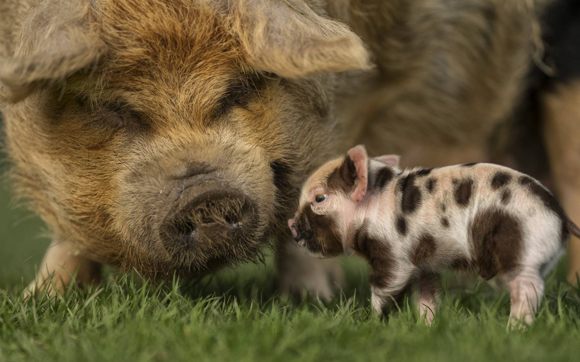 Piglet 桌布 壁紙 — 一頭大母豬與她的小斑點豬仔在翠綠草地上依偎的溫馨時刻。