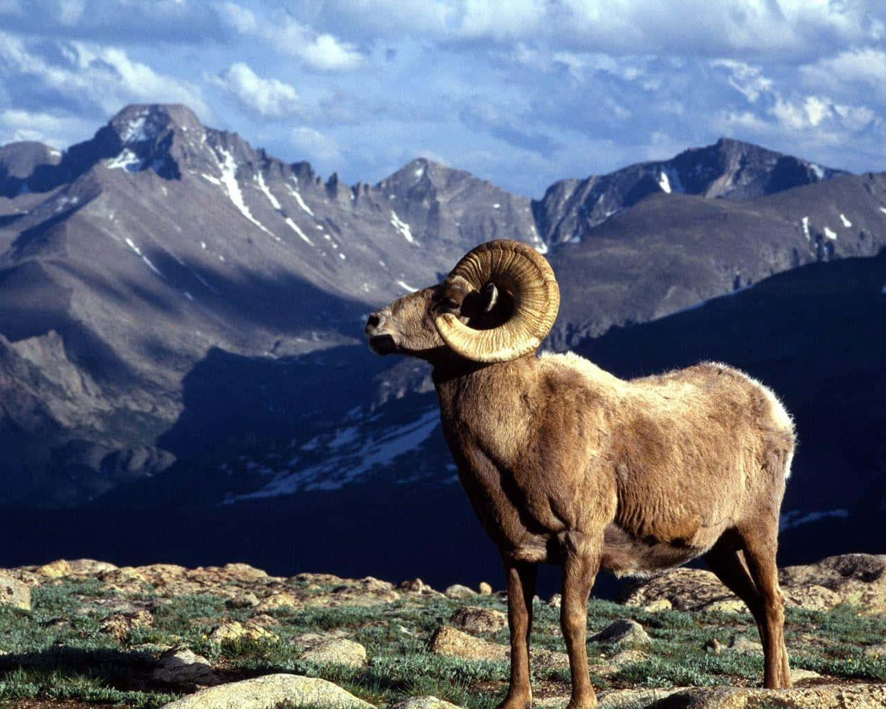 Mountain Goat 桌布 壁紙 — 一頭大角羊自豪地站在岩石山脊上，背景是白雪覆蓋的山峰和陰雲密布的天空。