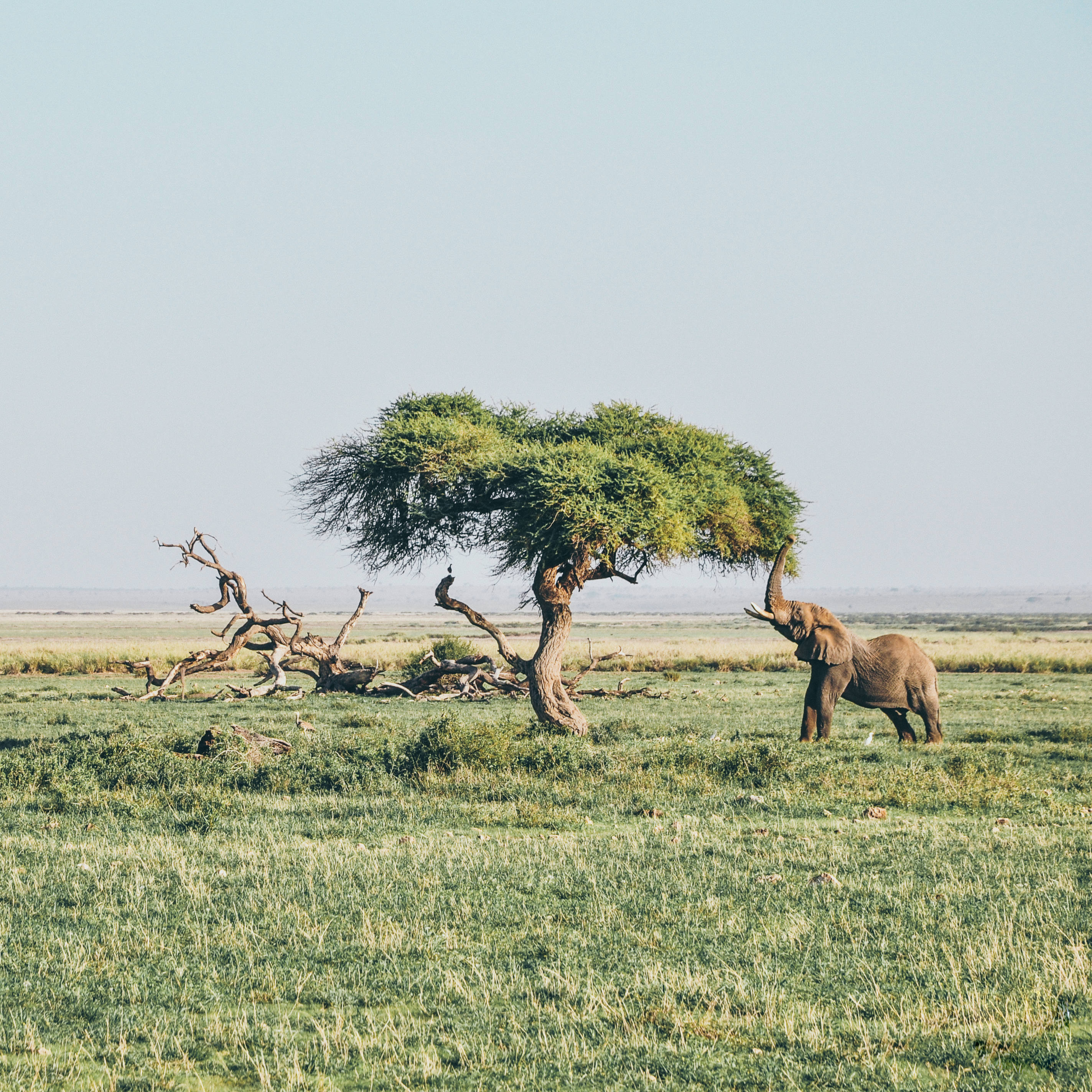 Kenya 桌布 壁紙 — 一頭大象在蒼白的天空下，向著廣闊綠色稀樹草原上一棵孤獨的金合歡樹茂密的樹冠伸出象鼻。