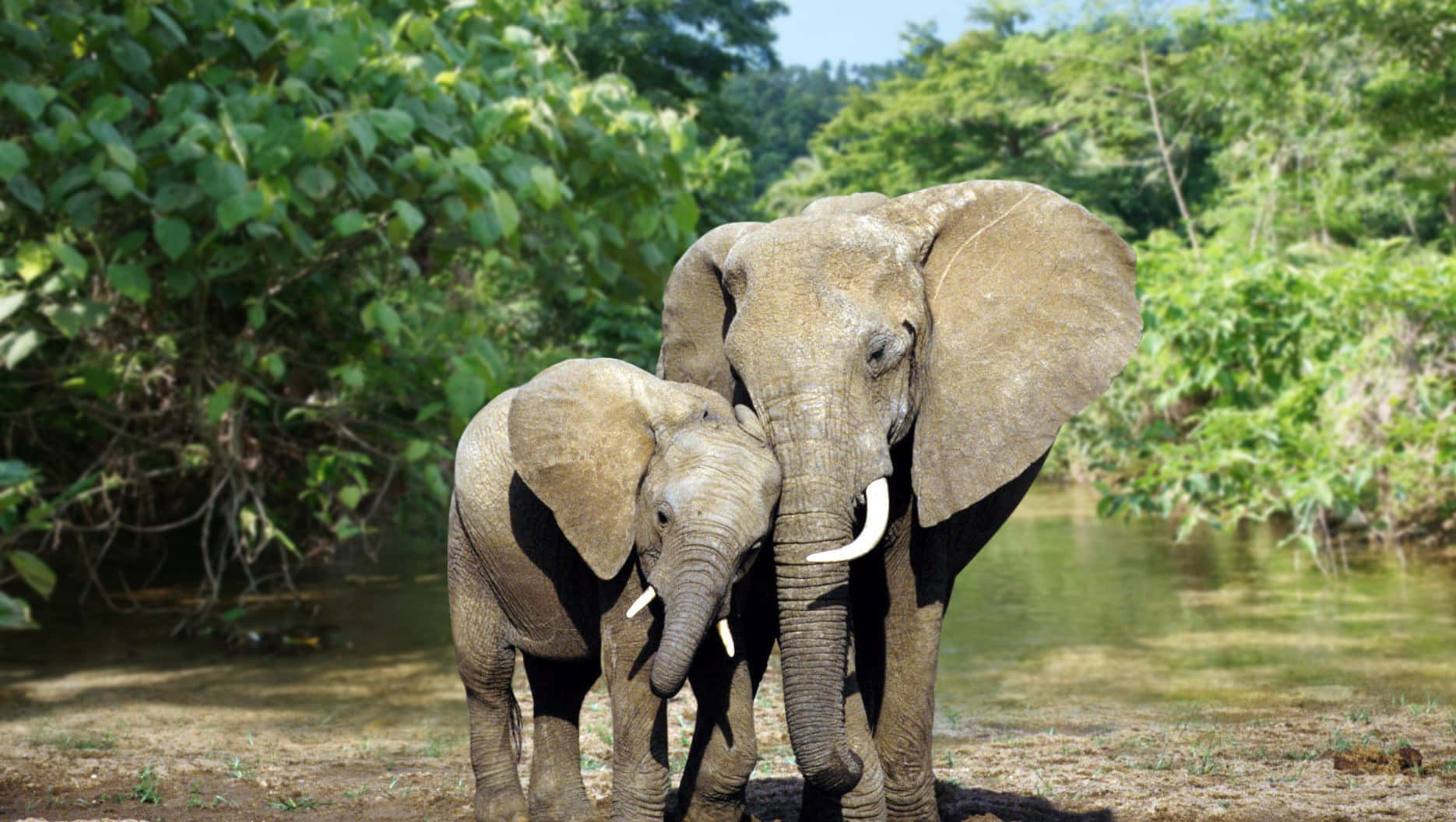 Wild Animals 桌布 壁紙 — 一頭大象媽媽和牠的小象一起站在河岸邊，周圍是茂密的綠色樹葉，陽光明媚。