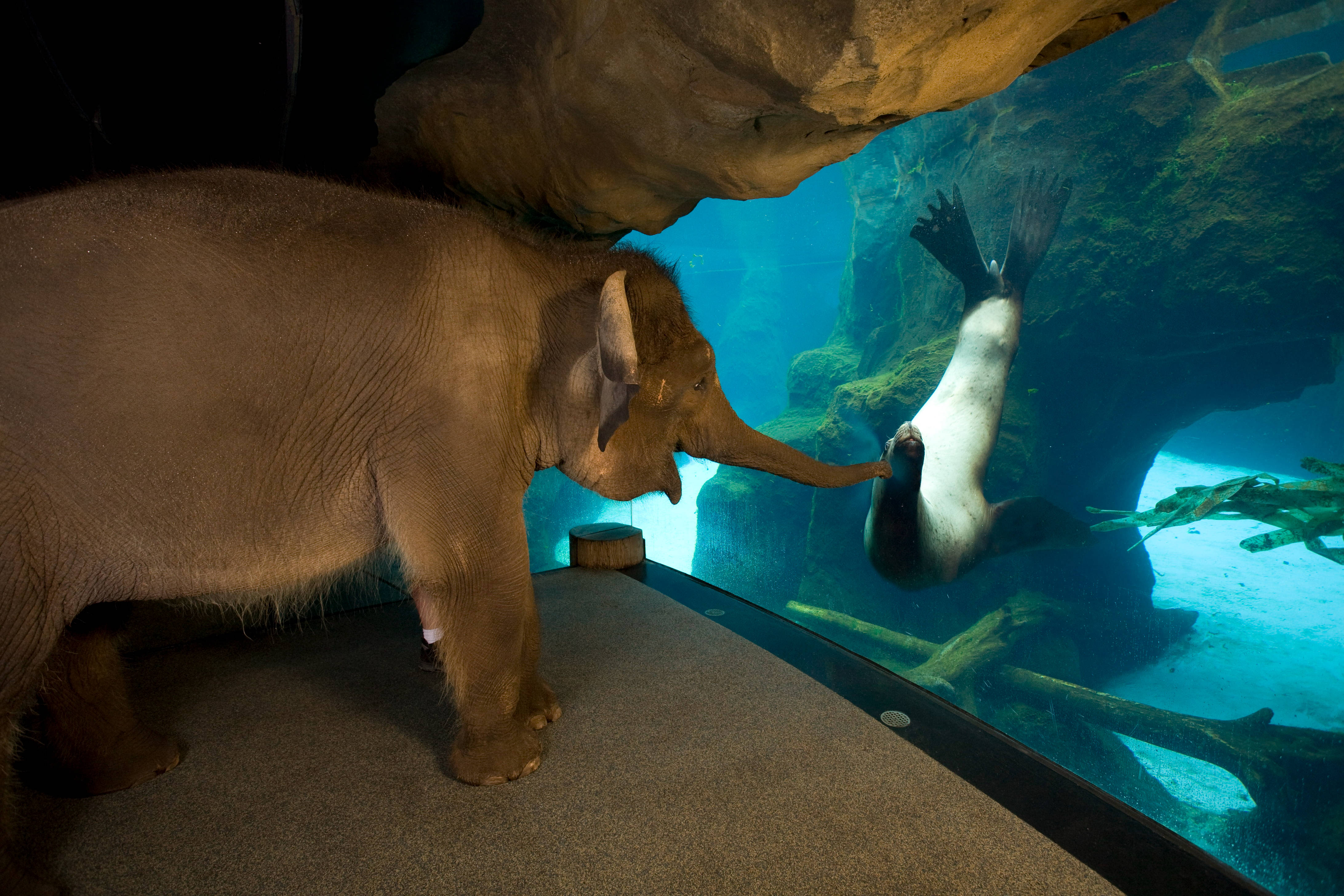 Aquarium 桌布 壁紙 — 一頭大象將象鼻伸向在玻璃圍封的水族館展覽中游泳的海豹。