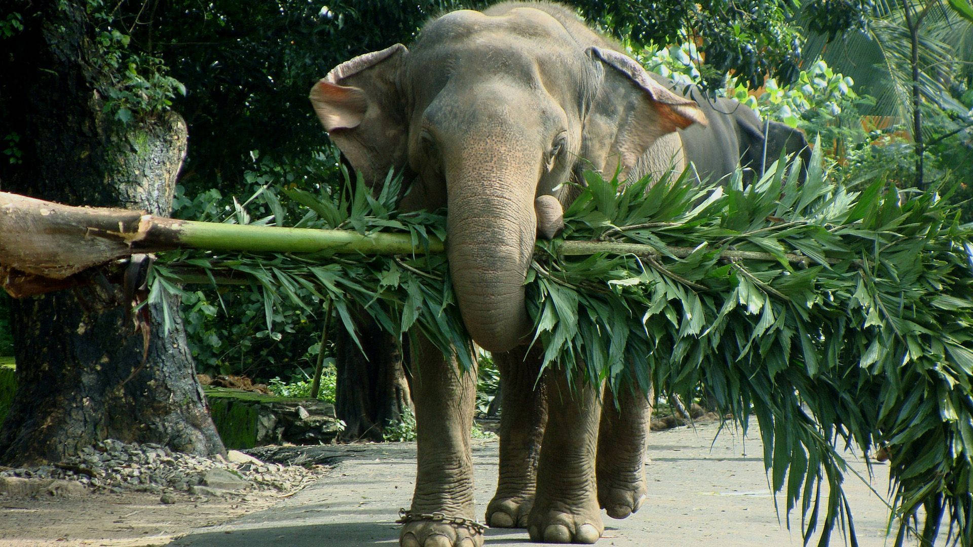 Elephant HD 桌布 壁紙 — 一頭大象用象鼻叼著一根茂盛的大綠樹枝，穿過茂密的森林小徑。