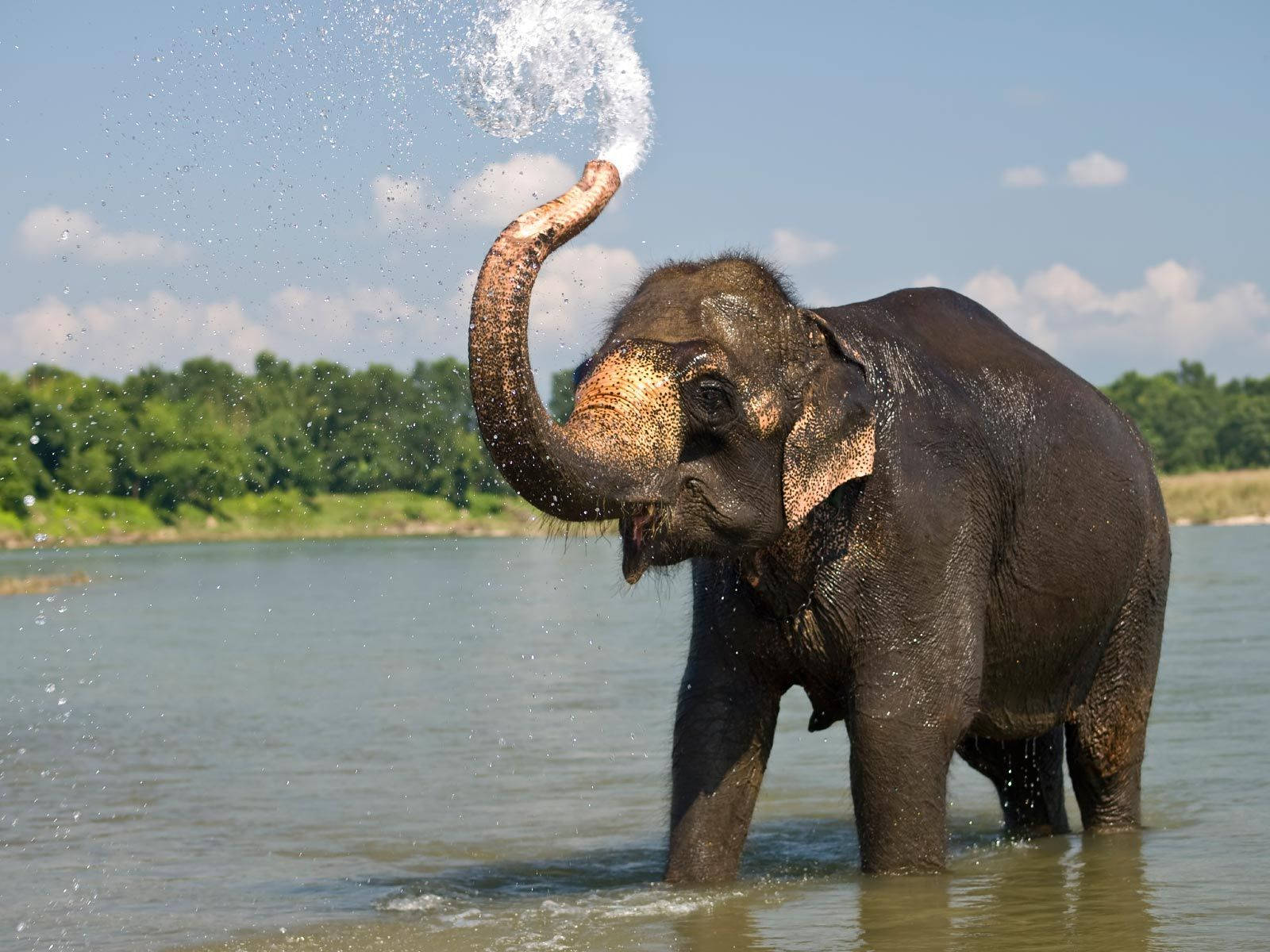 Elephant HD 桌布 壁紙 — 一頭大象站在淺水中，在明亮的藍天下從象鼻噴出強勁的水柱。