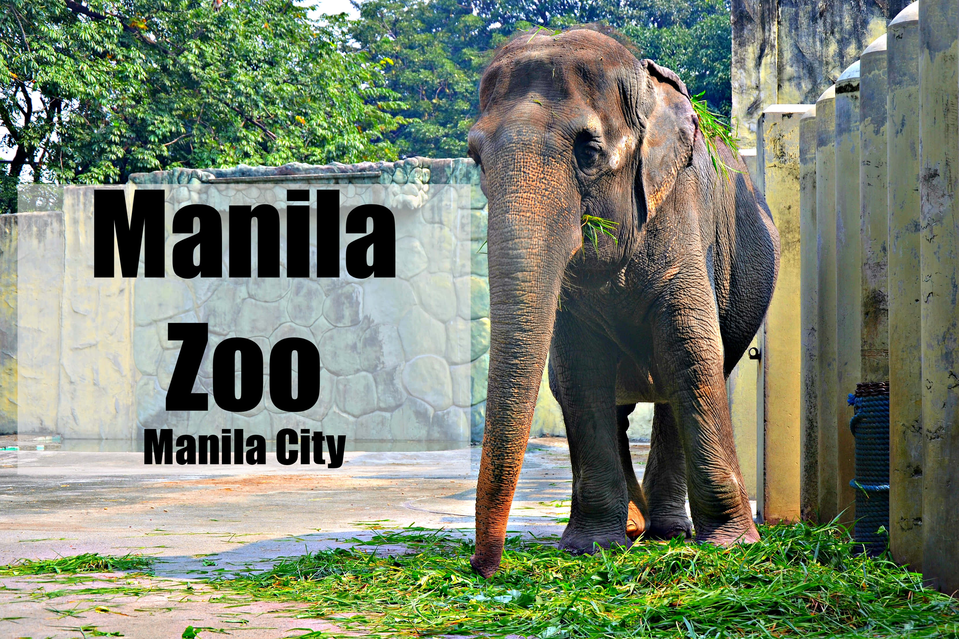 大象 桌布 壁紙 — 一頭大象站在馬尼拉動物園的動物圍欄內，在明亮的日光下吃著綠草，背景有樹木和石牆。