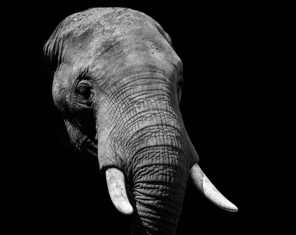 動物 桌布 壁紙 — 一頭大象飽經風霜的臉部及象牙在純黑背景下的黑白特寫，充滿戲劇性。