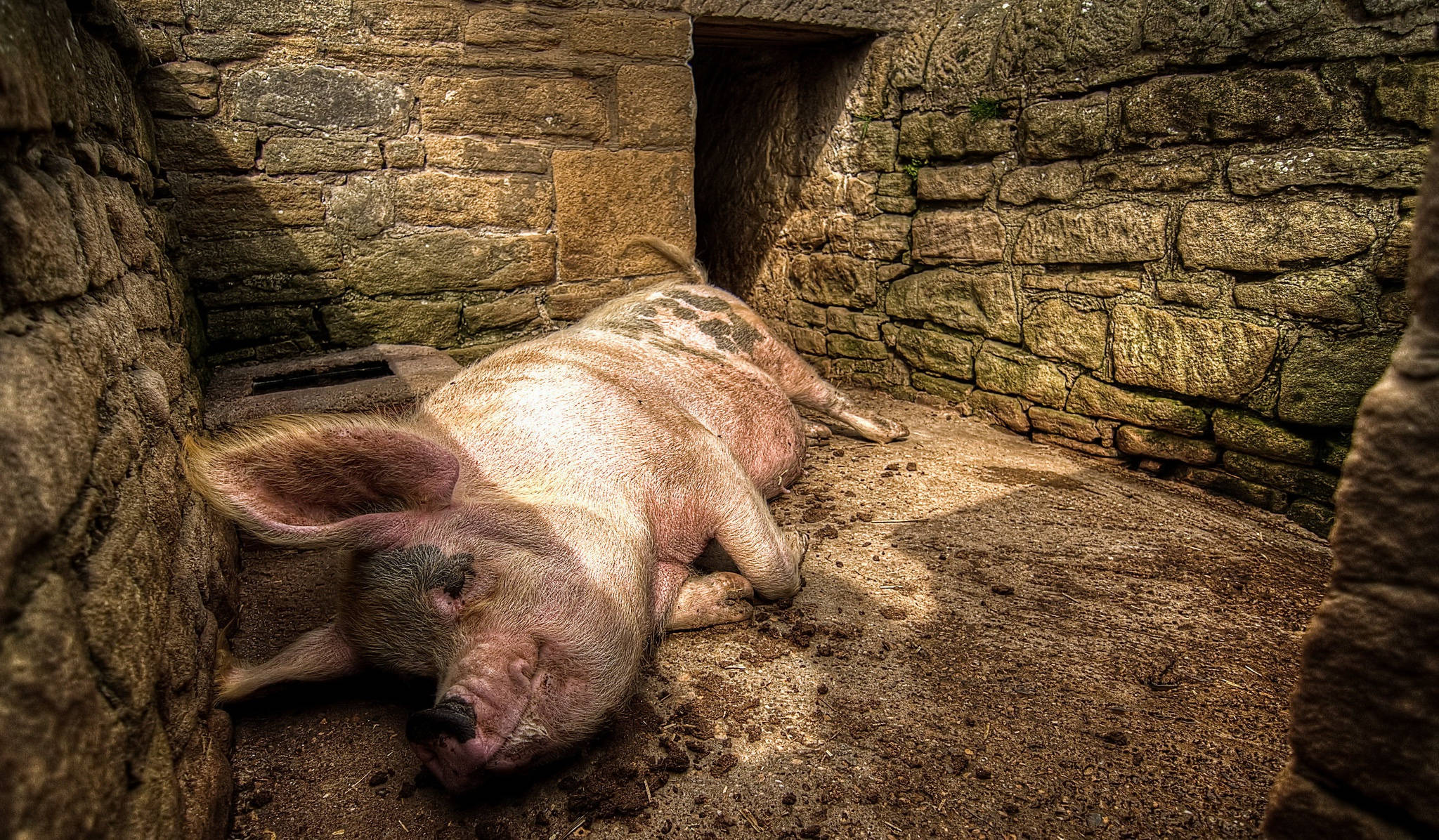 Pig 桌布 壁紙 — 一頭大豬在溫暖陽光照耀下的古樸石頭圍欄內，在塵土飛揚的地面上平靜地休息。