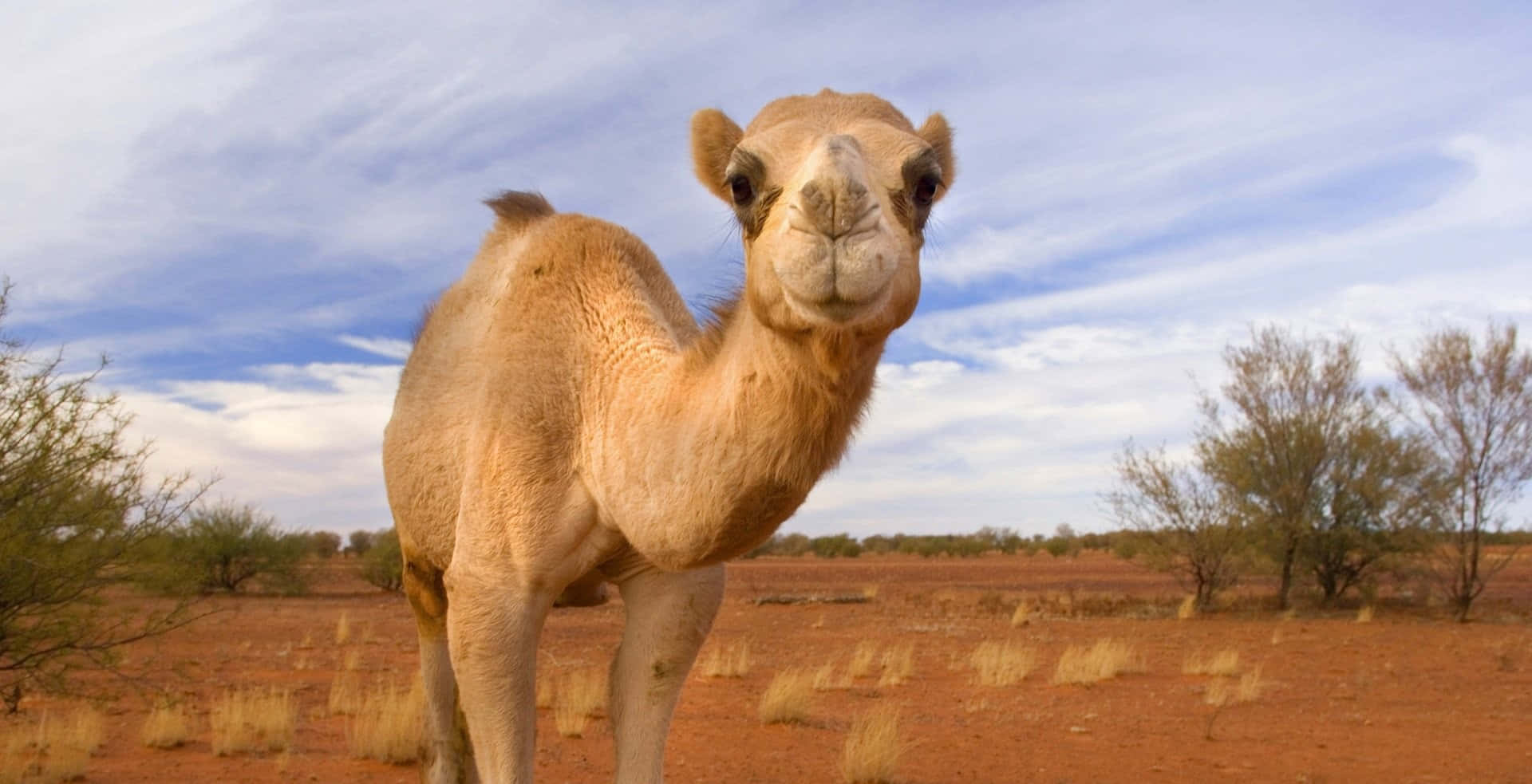 駱駝 桌布 壁紙 — 一頭好奇的單峰駱駝站在乾燥的沙漠景觀中，天空部分多雲。