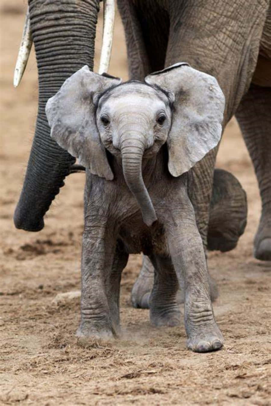 Cute Elephant 桌布 壁紙 — 一頭好奇的小象站在塵土飛揚的地面上，身後可見母親巨大的腿和象牙。
