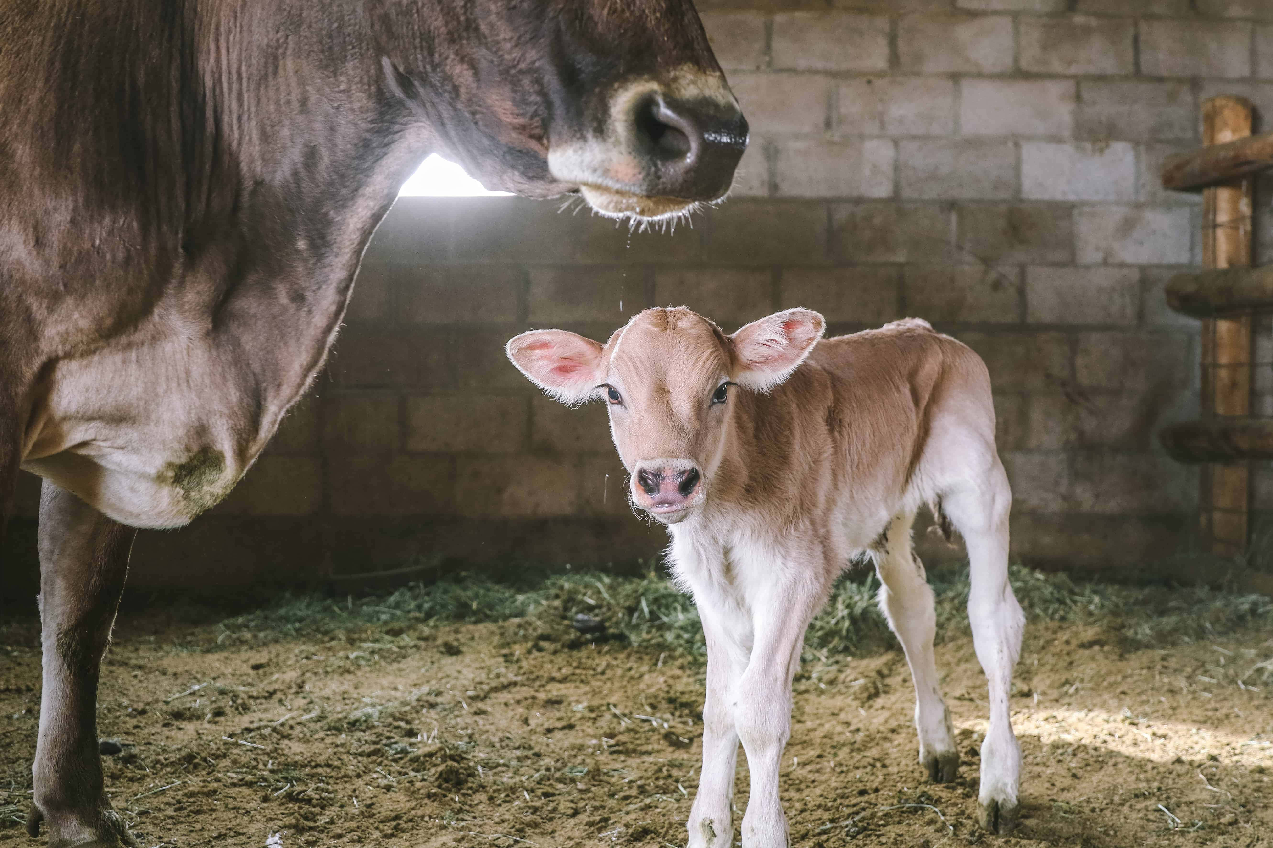 Brown Swiss Cow 桌布 壁紙 — 一頭好奇的新生小牛站在陽光普照的穀倉欄裡，向前凝視，而牠的母親則在附近保護性地守護著。