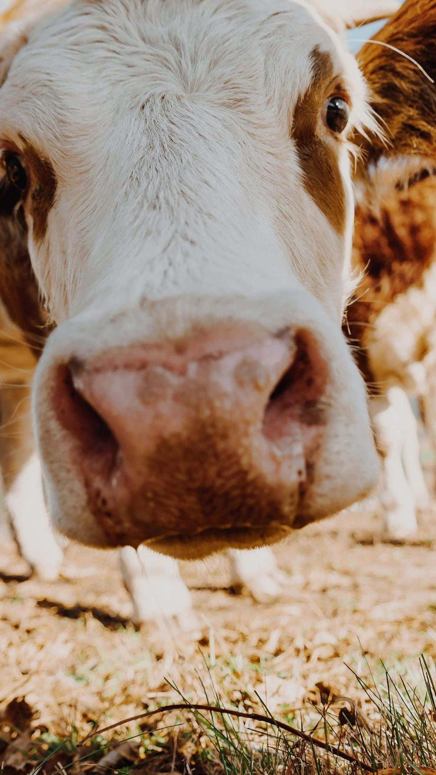Brown Swiss Cow 桌布 壁紙 — 一頭好奇的棕白相間乳牛的臉部特寫，鼻子幾乎觸碰到相機鏡頭。