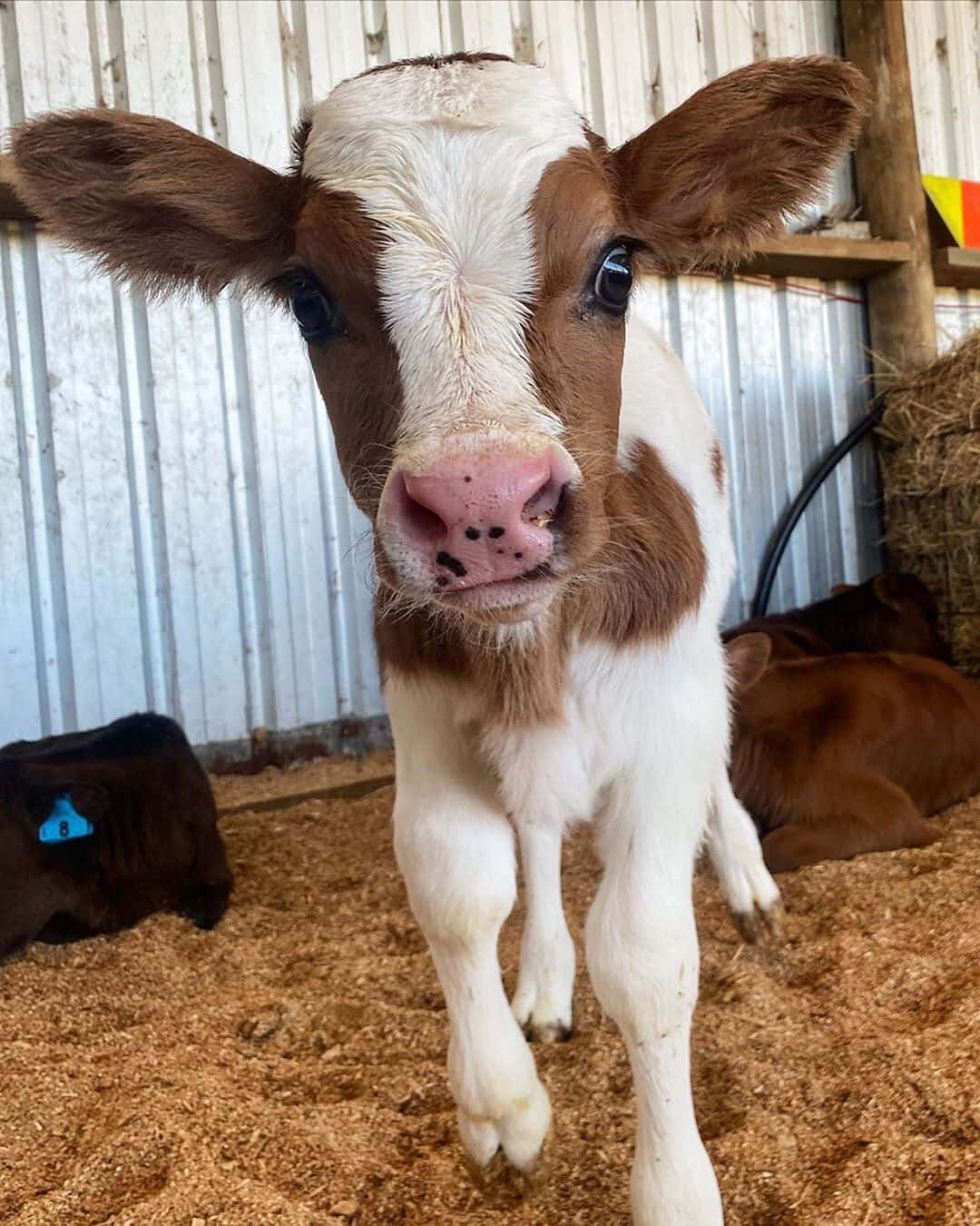 Cute Cow 桌布 壁紙 — 一頭好奇的棕白相間小牛站在穀倉裡，睜大眼睛直視鏡頭。
