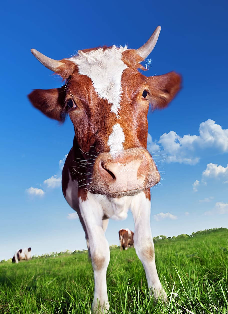 farm animals 桌布 壁紙 — 一頭好奇的棕白相間的牛，長著角，在充滿活力的綠色牧場上，在藍天白雲下直視鏡頭。